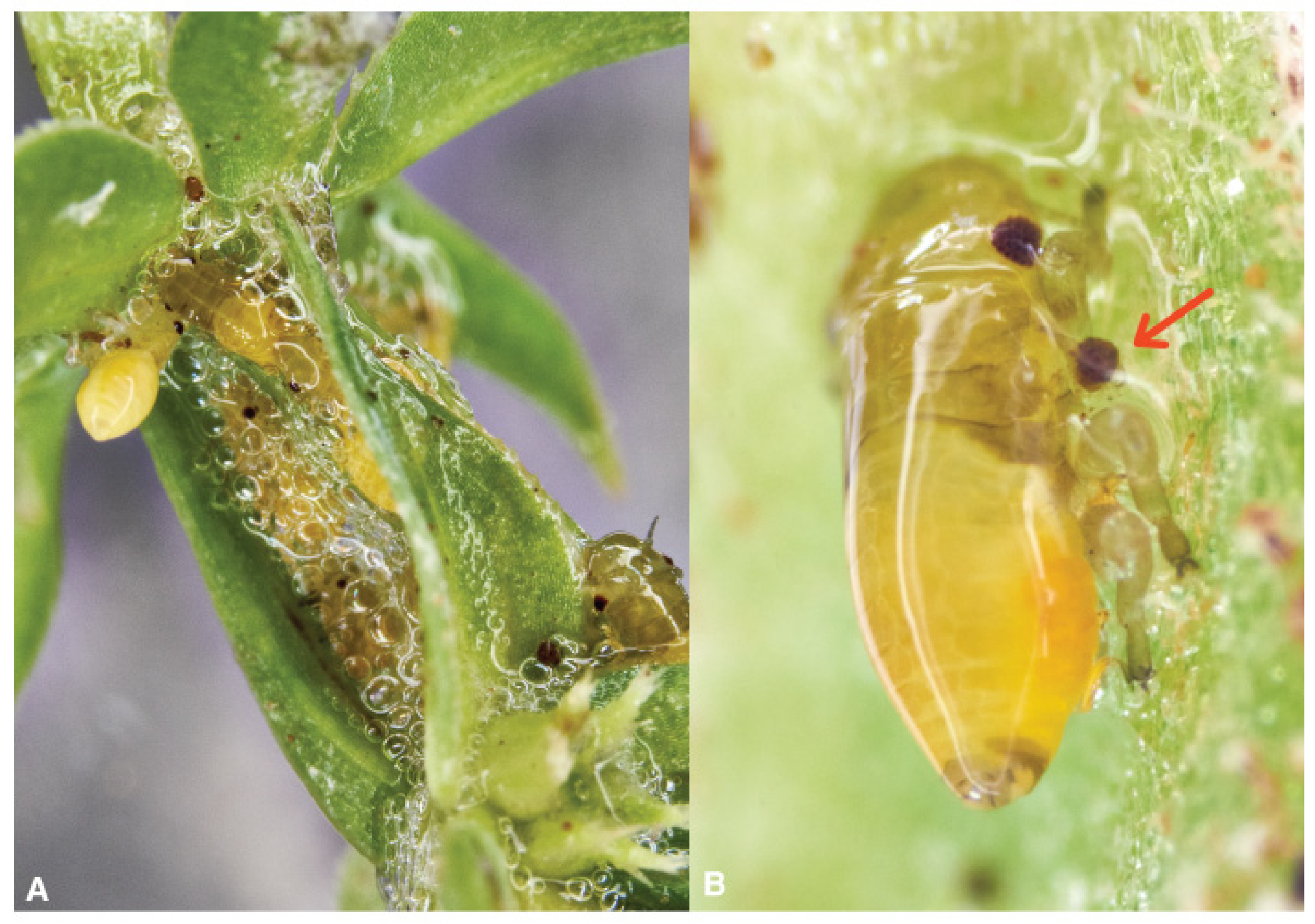 Pathogens 10 01035 g009