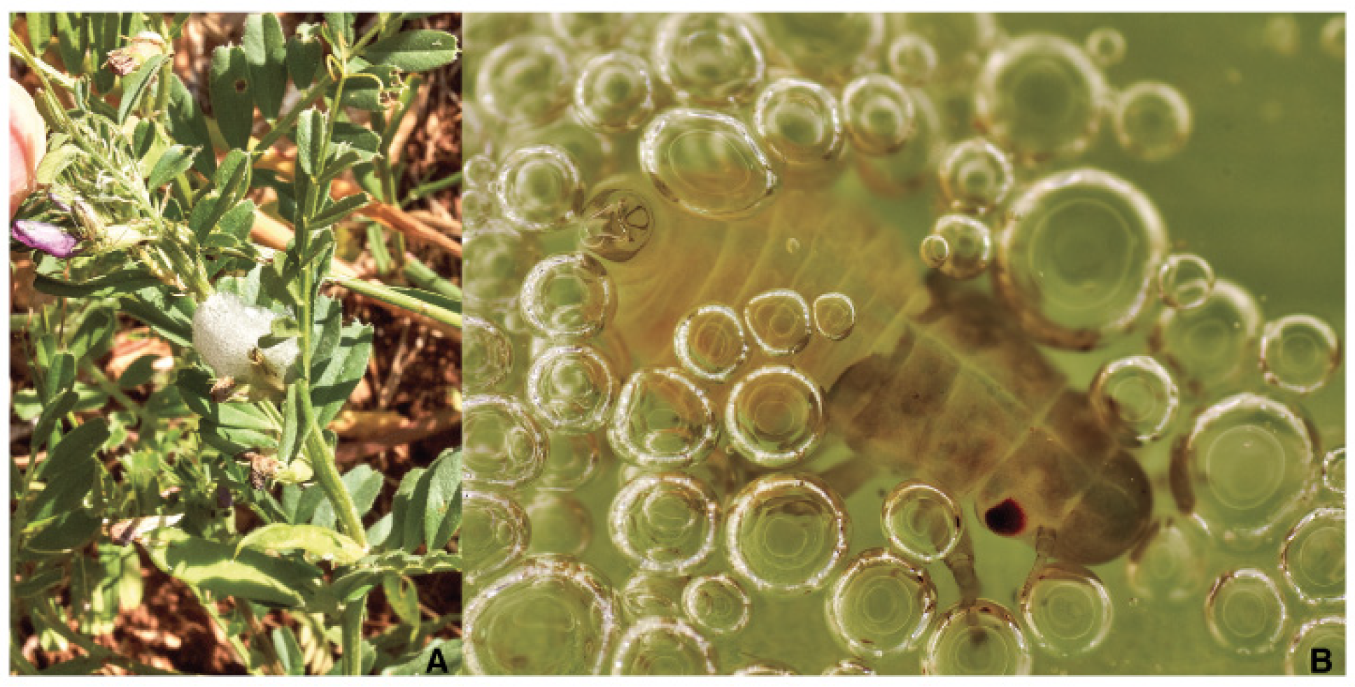 Pathogens 10 01035 g010