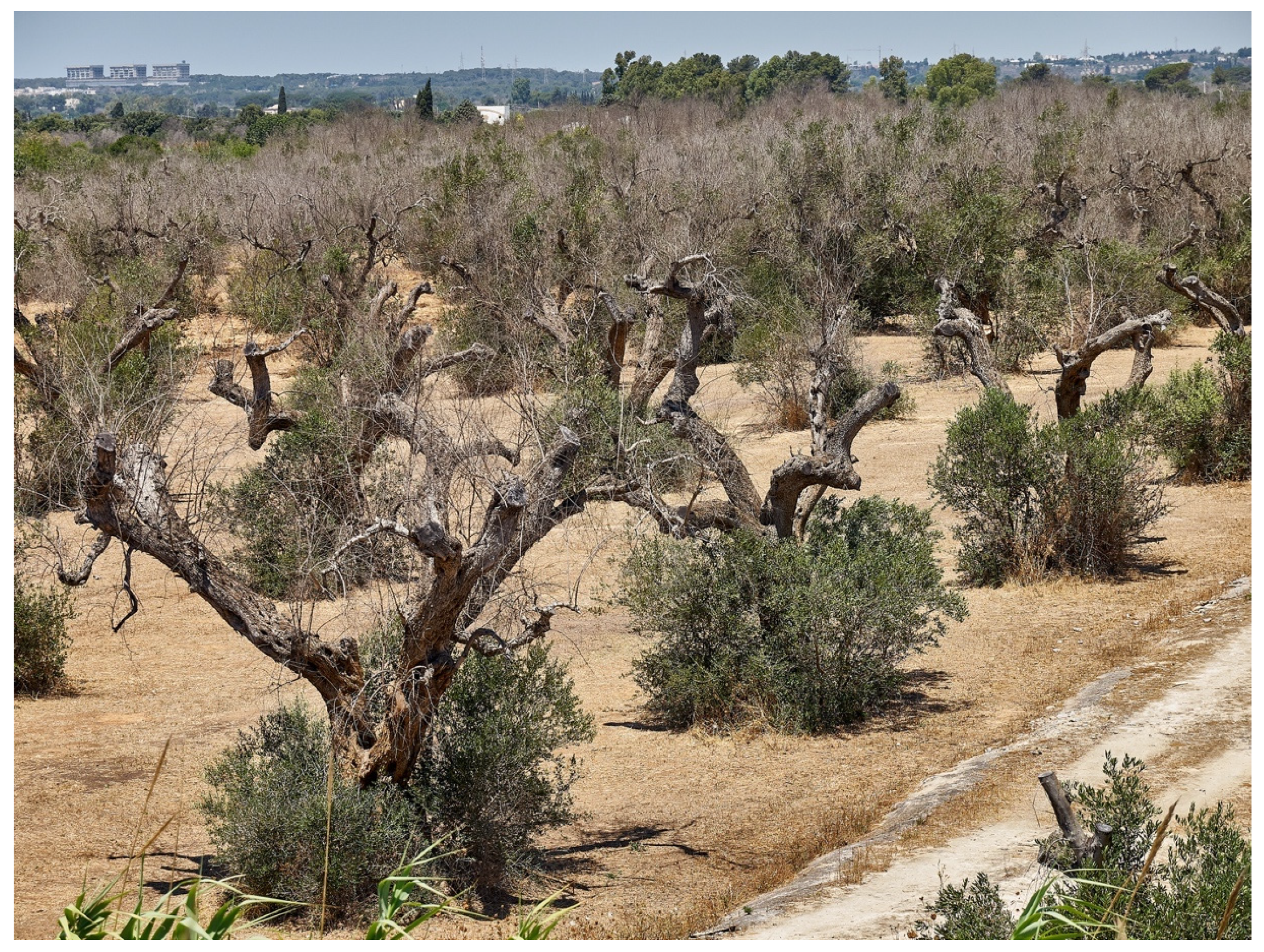 Pathogens 10 01035 g012