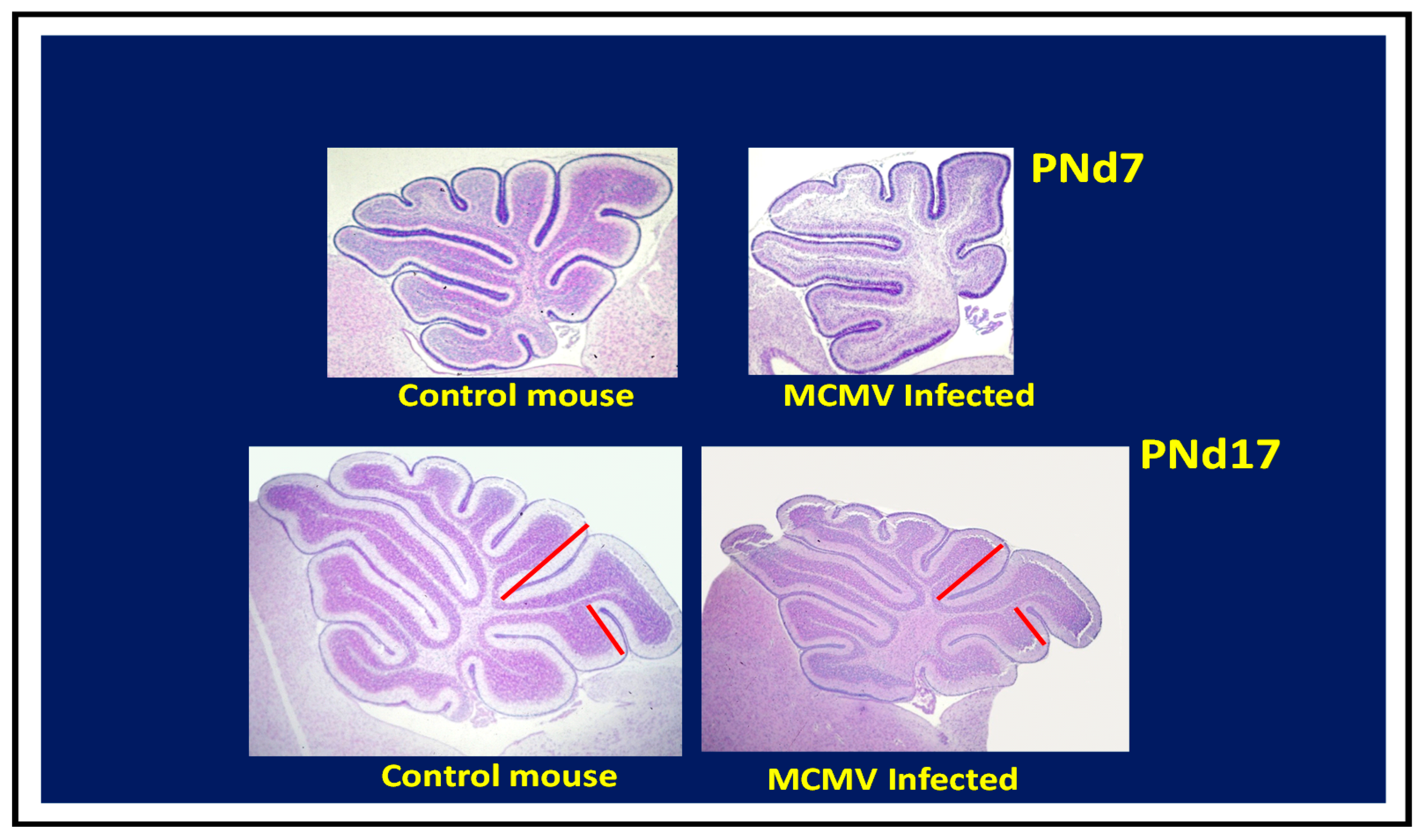 Pathogens 10 01062 g003
