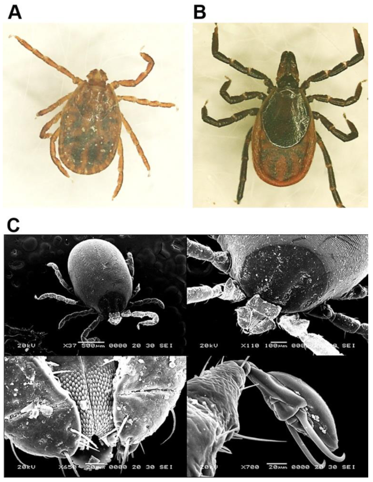 Pathogens 10 01069 g001