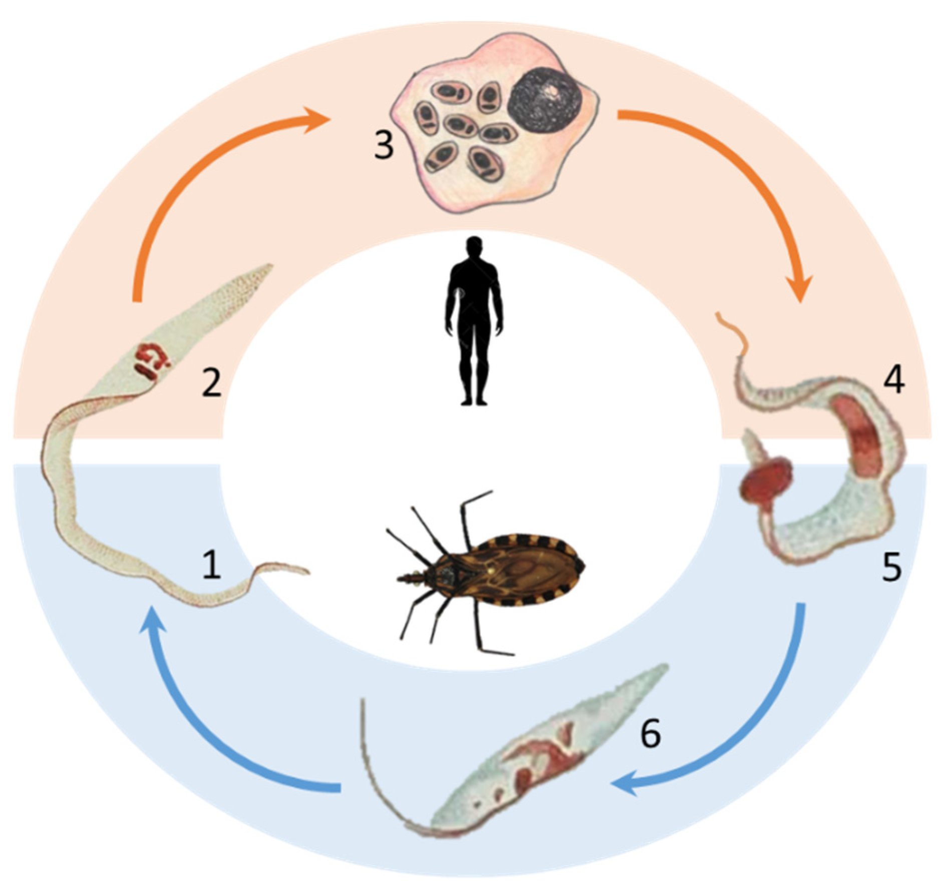 Pathogens 10 01074 g001 Pathogens 10 01074 g001