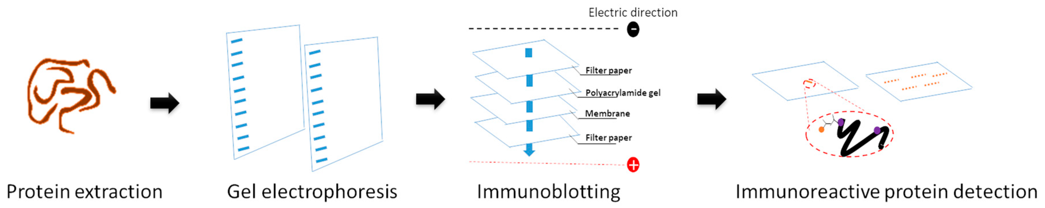 Pathogens 10 01080 g003