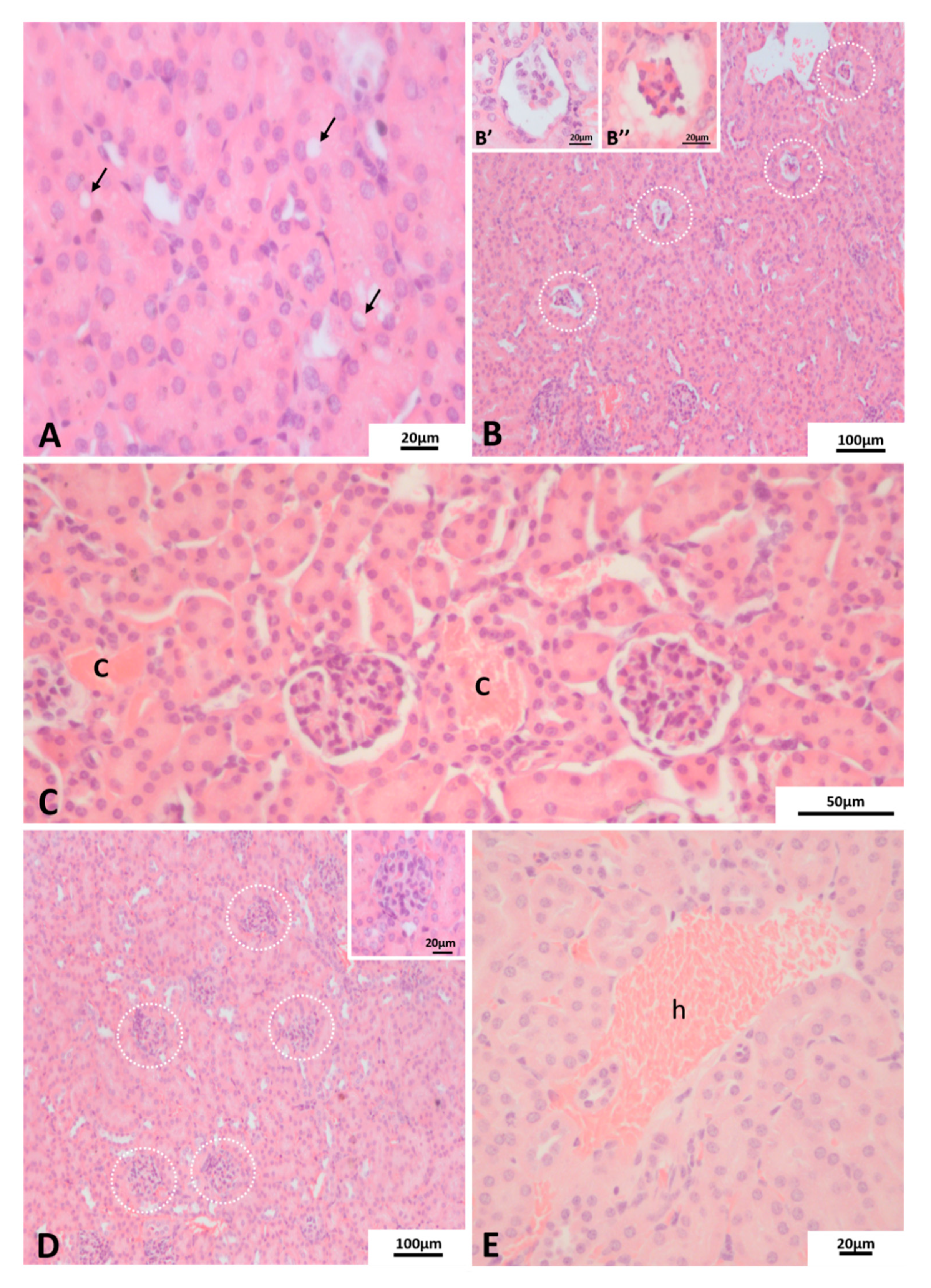 Pathogens 10 01084 g004 Pathogens 10 01084 g004
