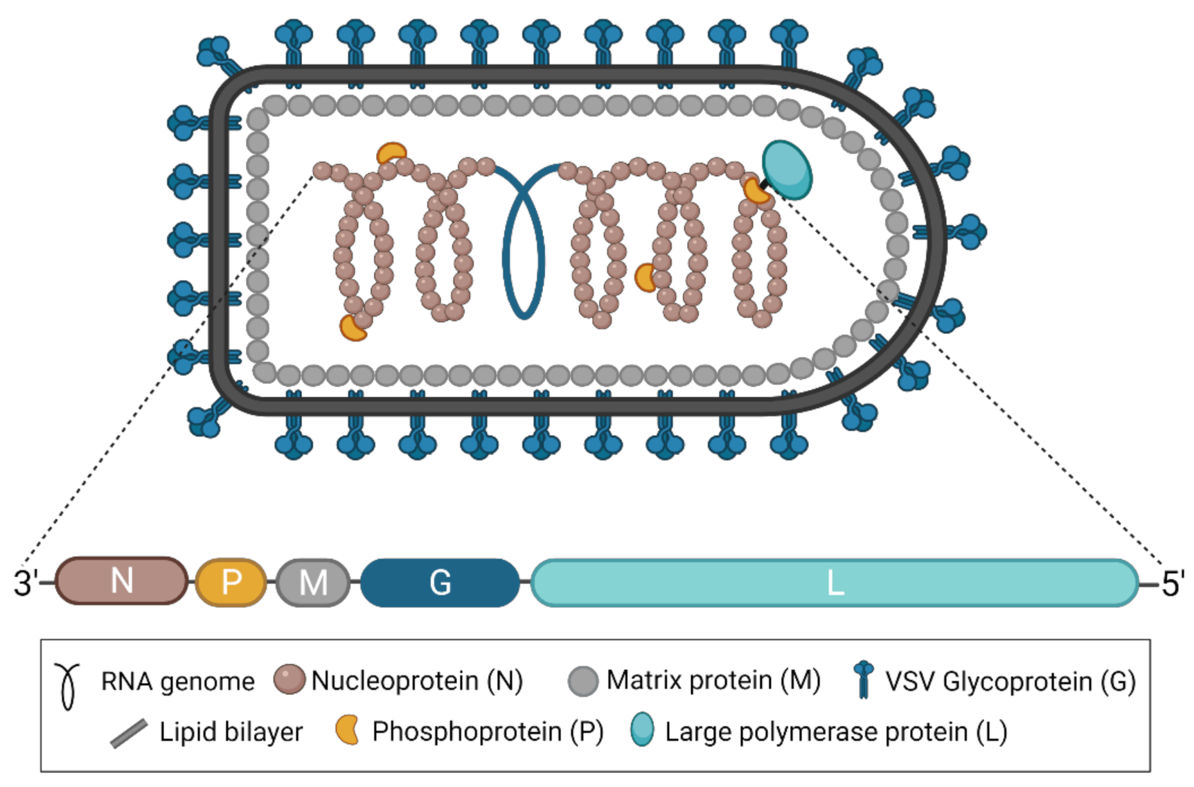 Pathogens 10 01092 g001 Pathogens 10 01092 g001