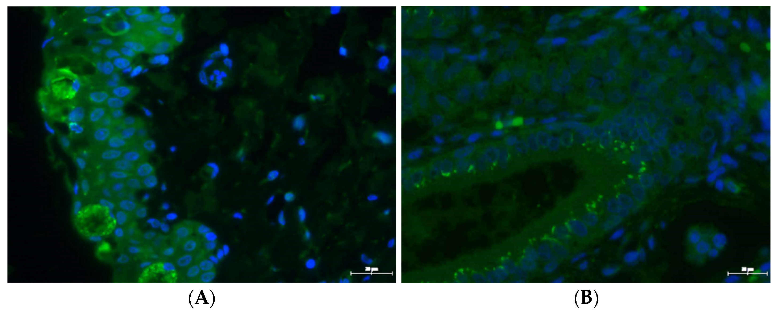 Pathogens 10 01103 g006