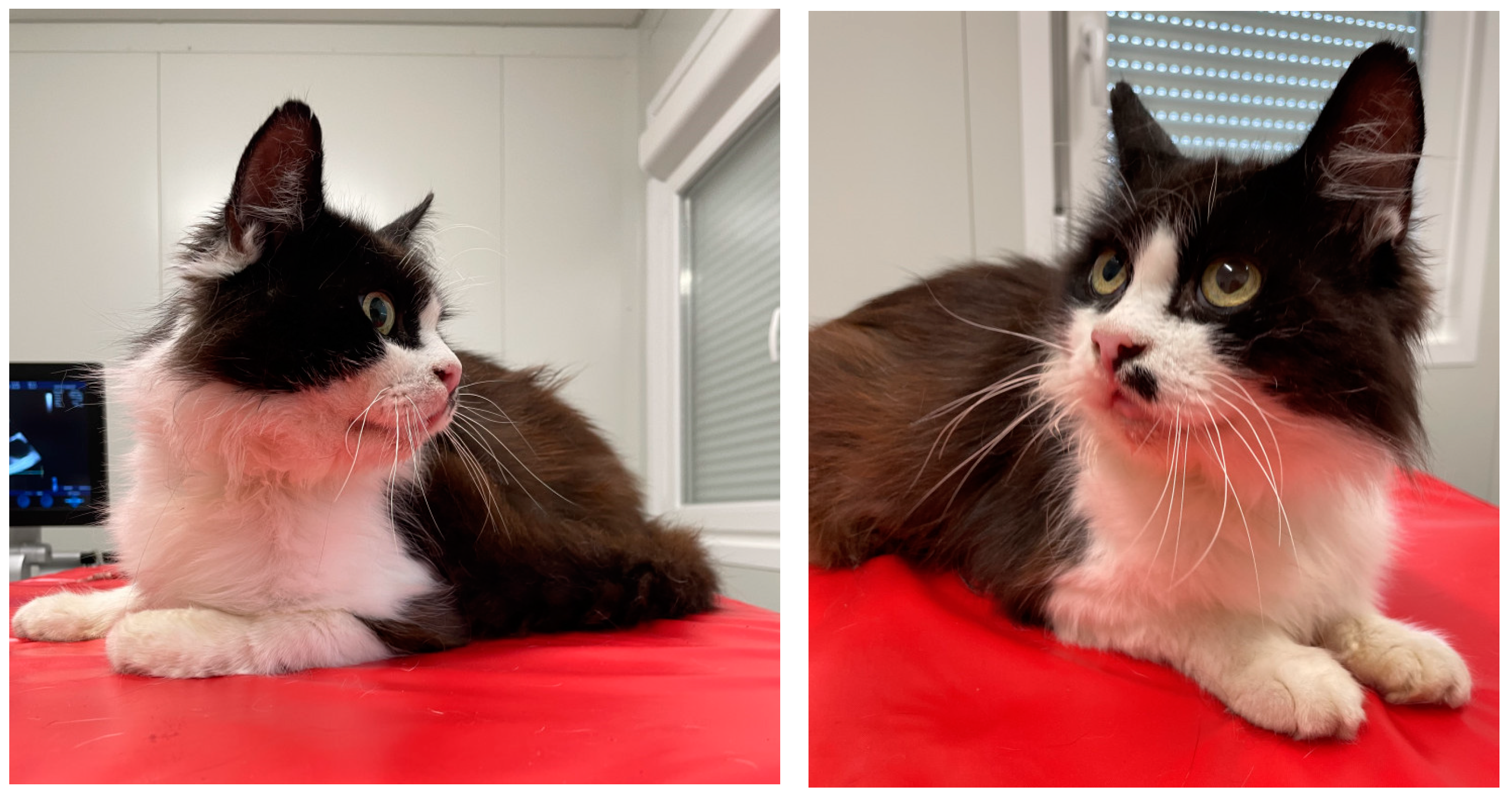 Pathogens 10 01104 g001