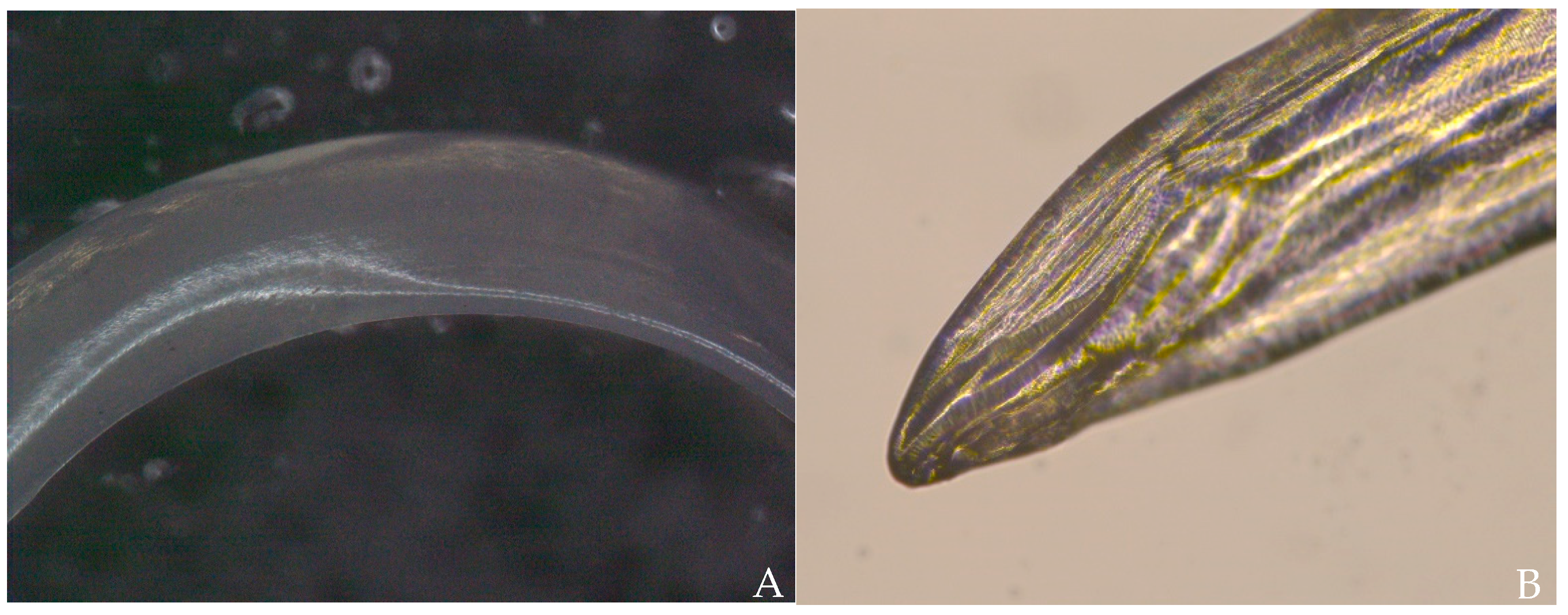 Pathogens 10 01104 g004