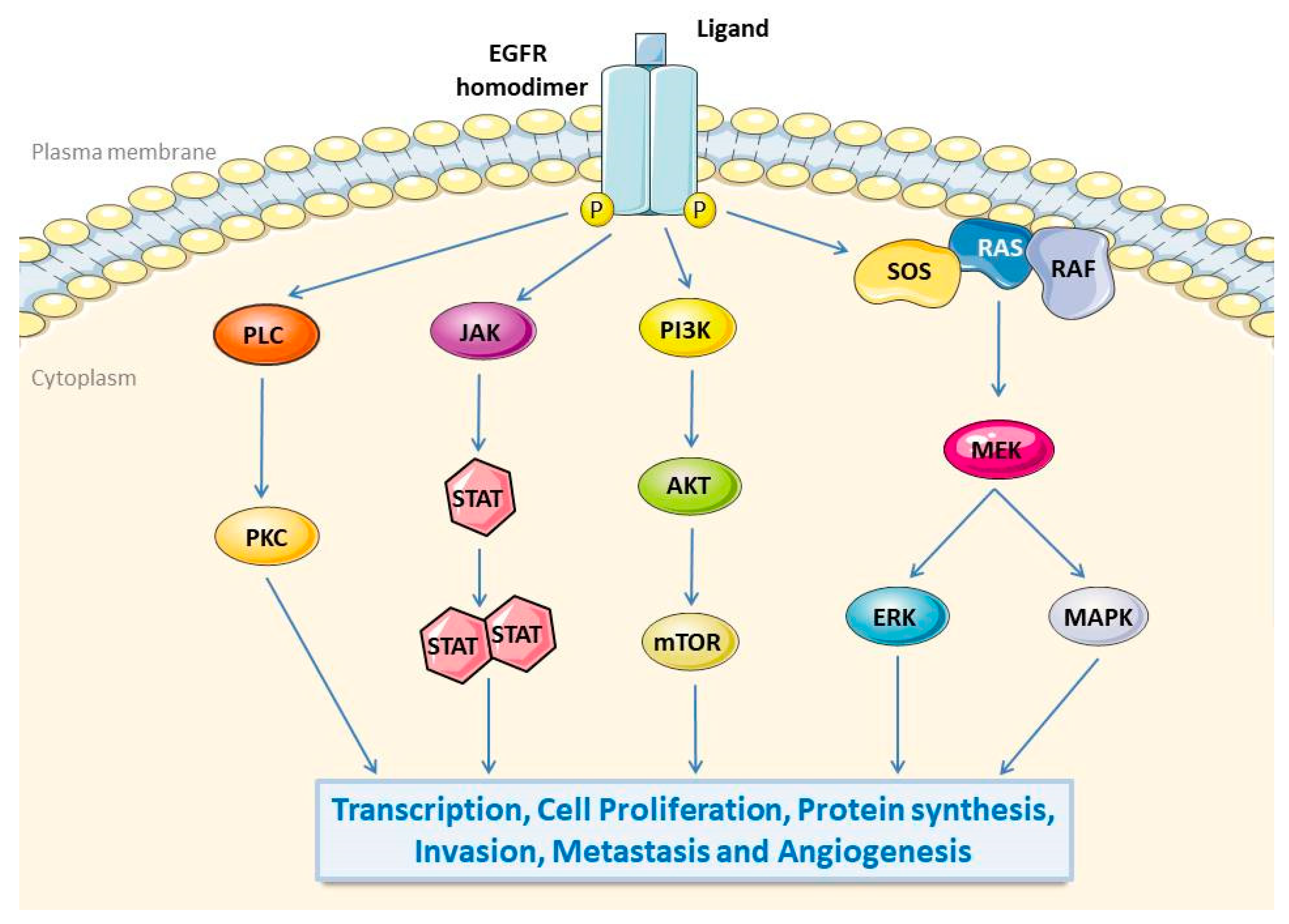 Pathogens 10 01113 g001