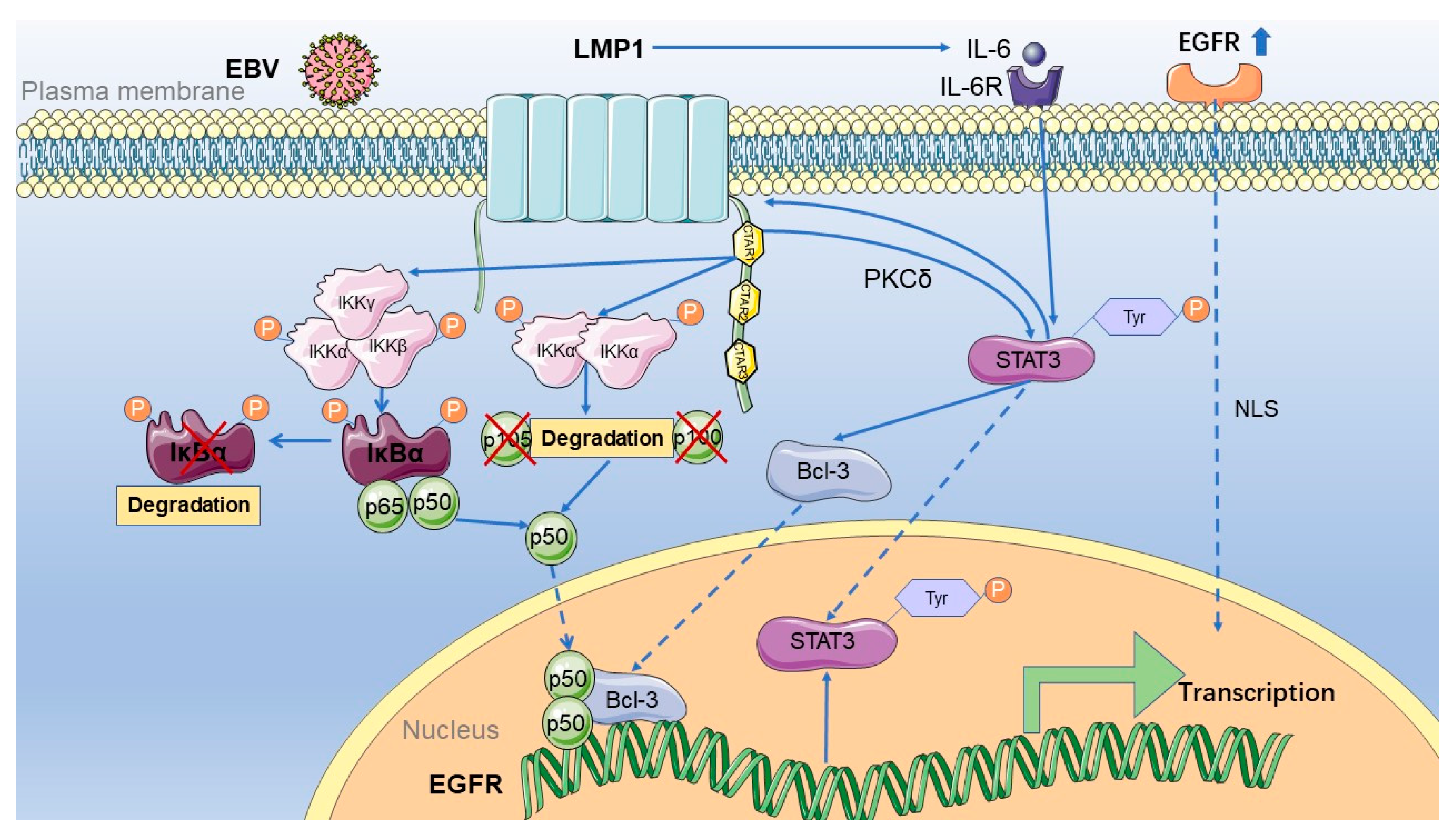Pathogens 10 01113 g002
