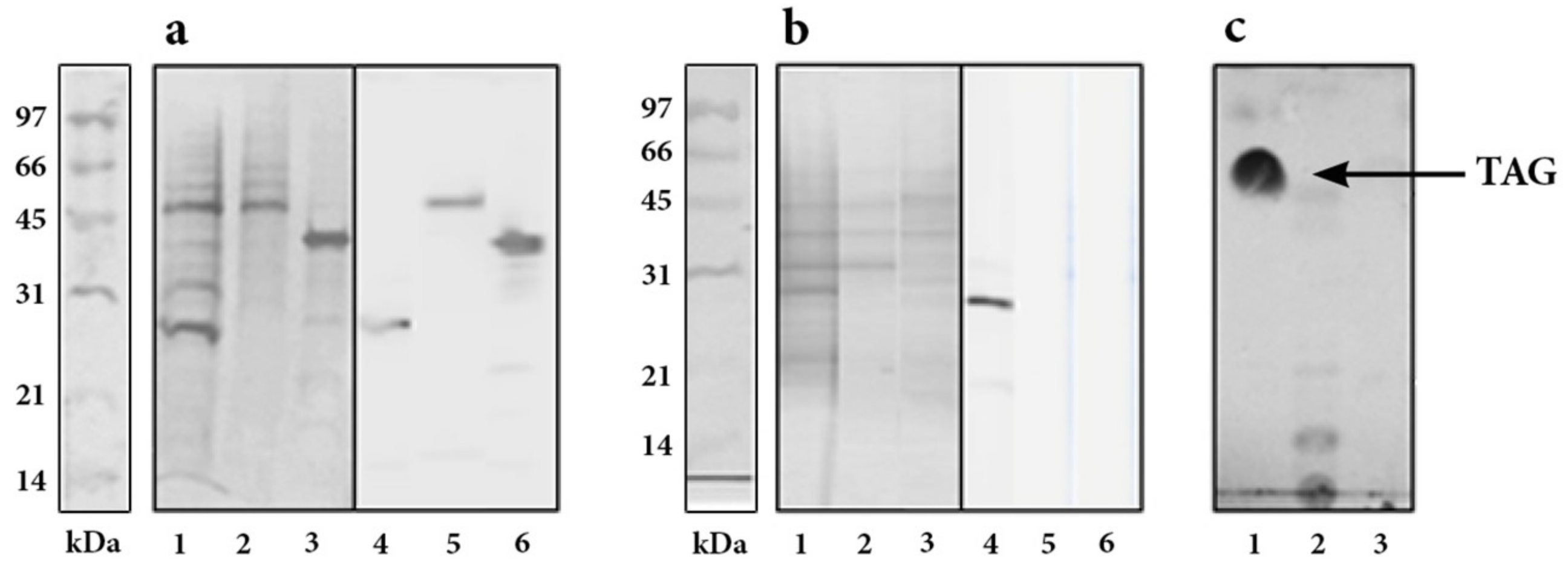 Pathogens 10 01139 g002