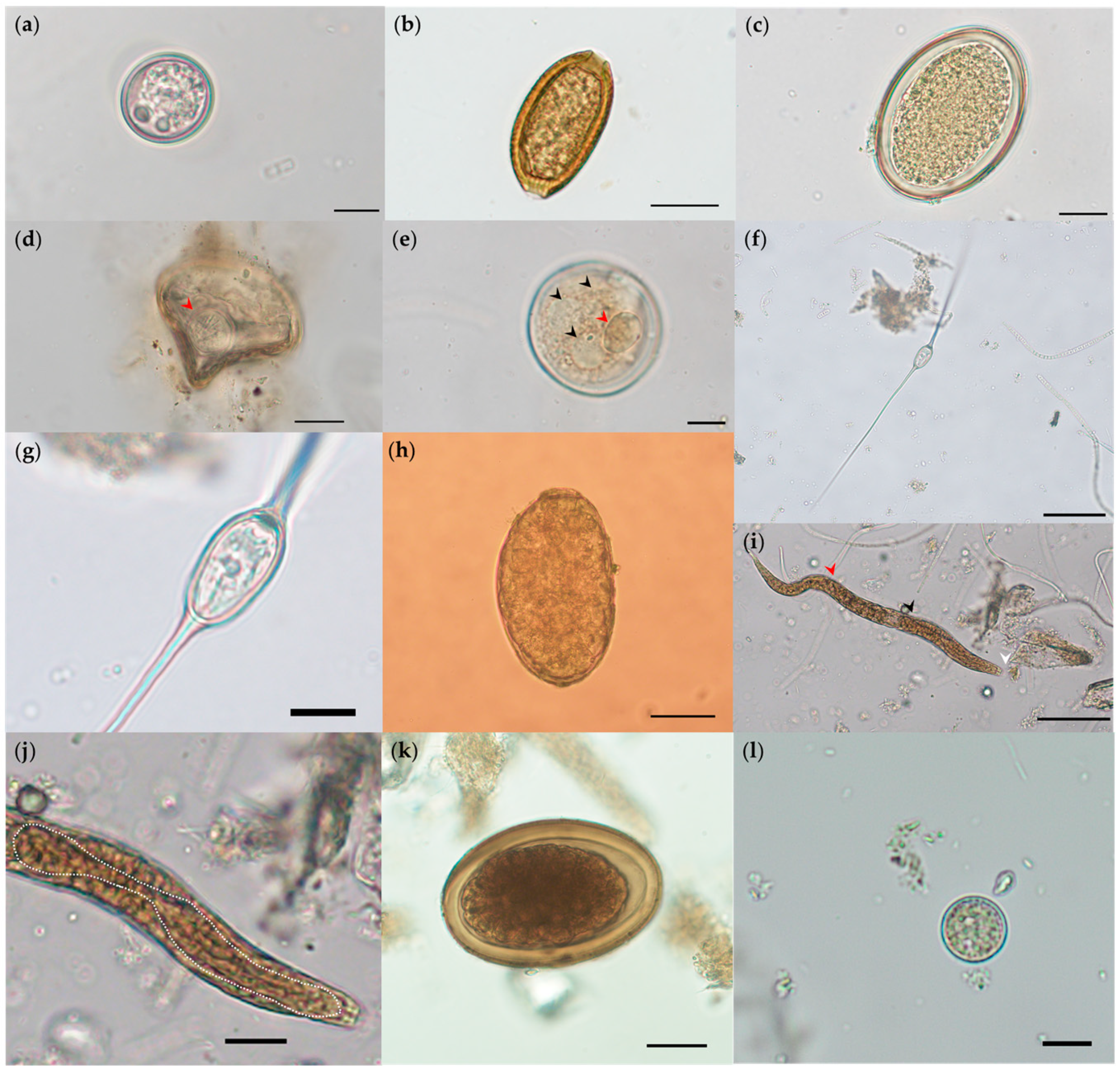 Pathogens 10 01152 g002 Pathogens 10 01152 g002