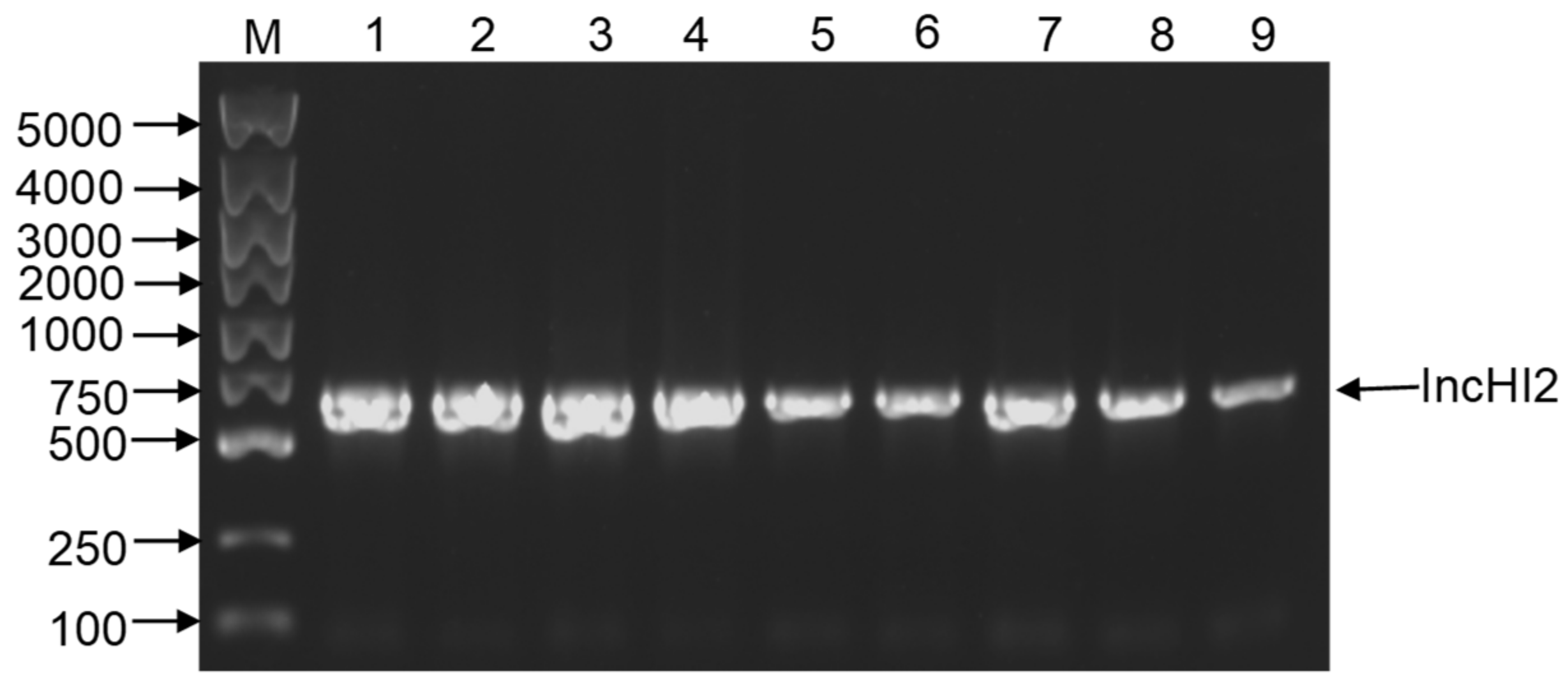 Pathogens 10 01162 g003