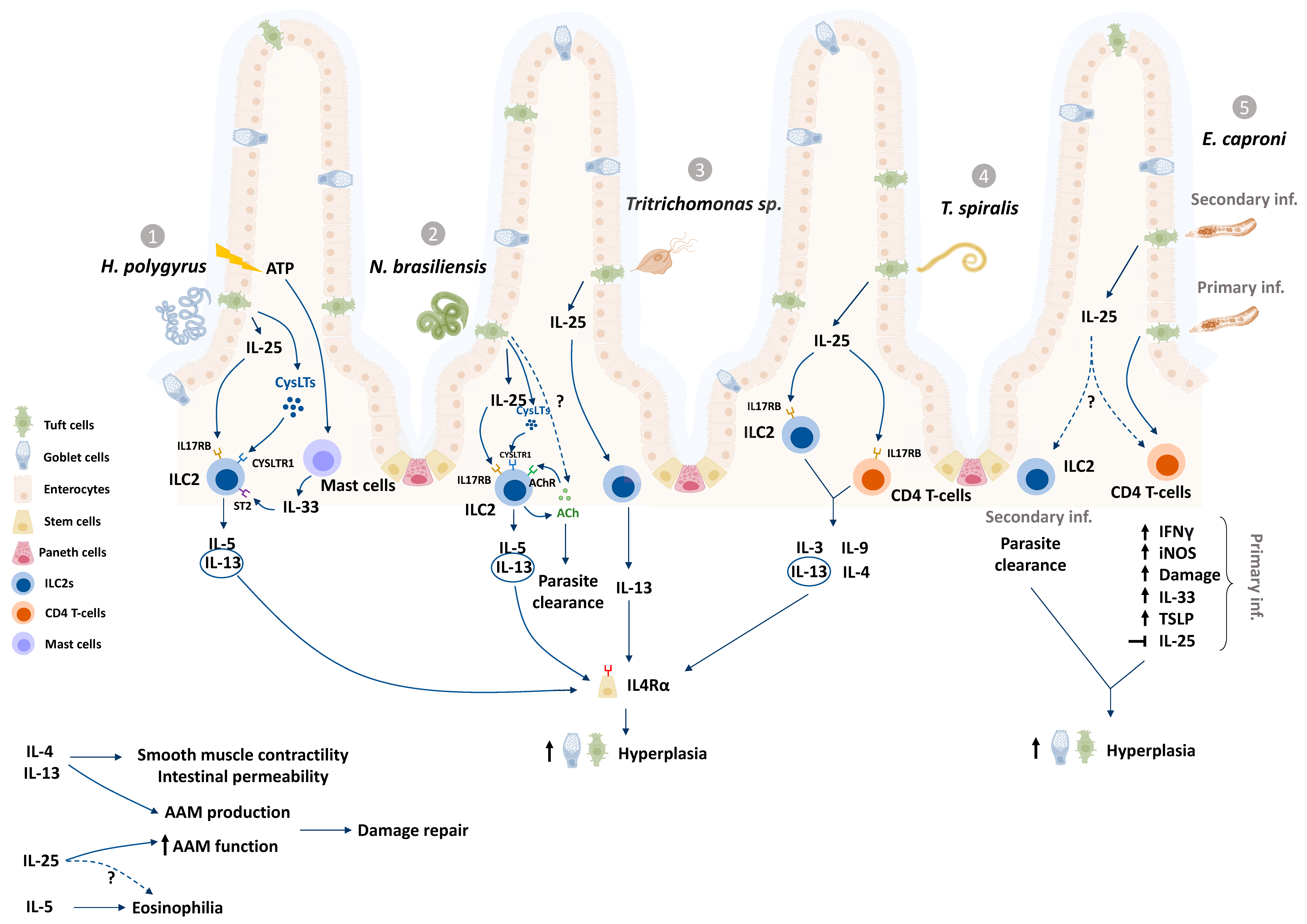 Pathogens 10 01163 g001