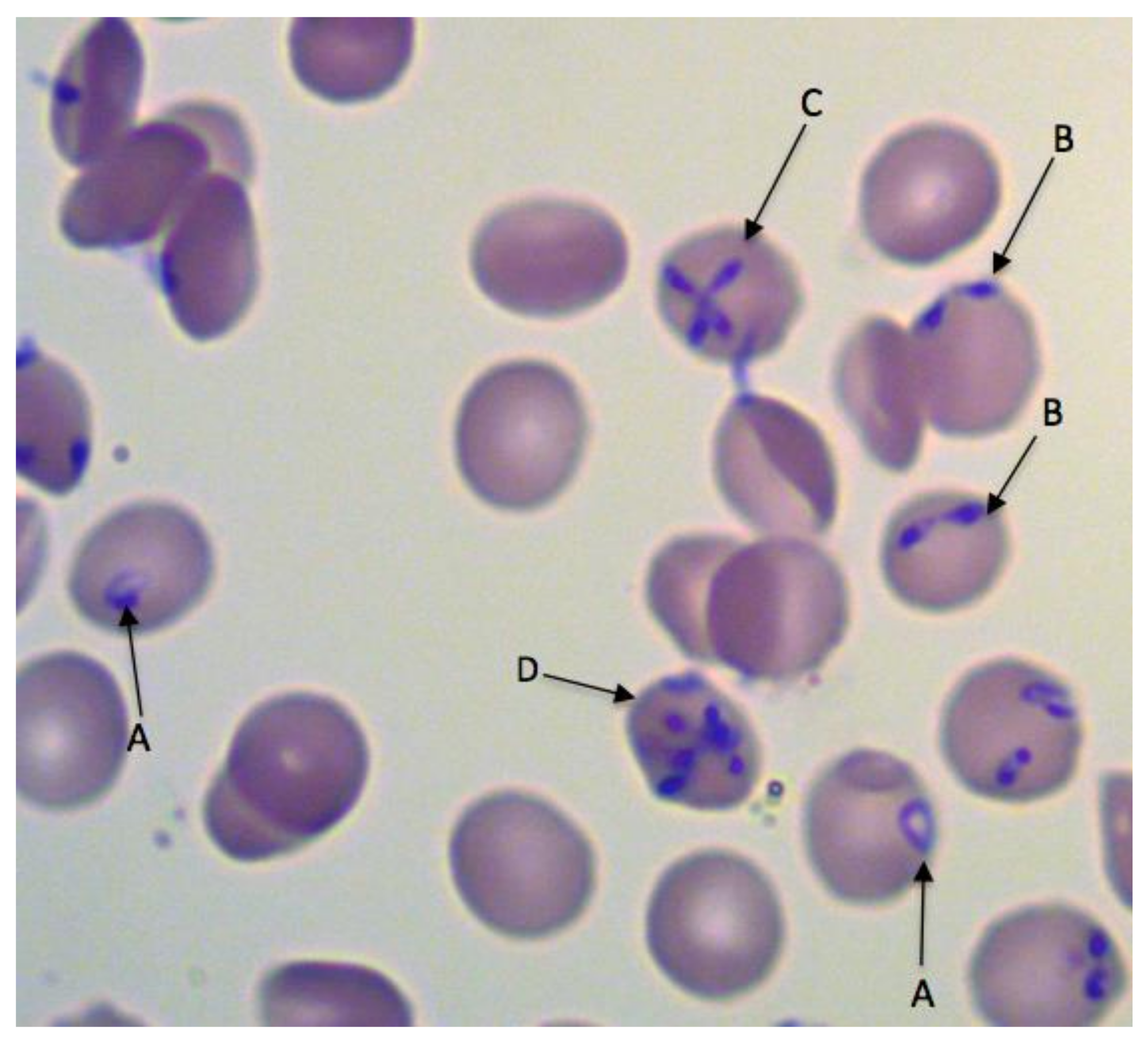 Pathogens 10 01165 g001