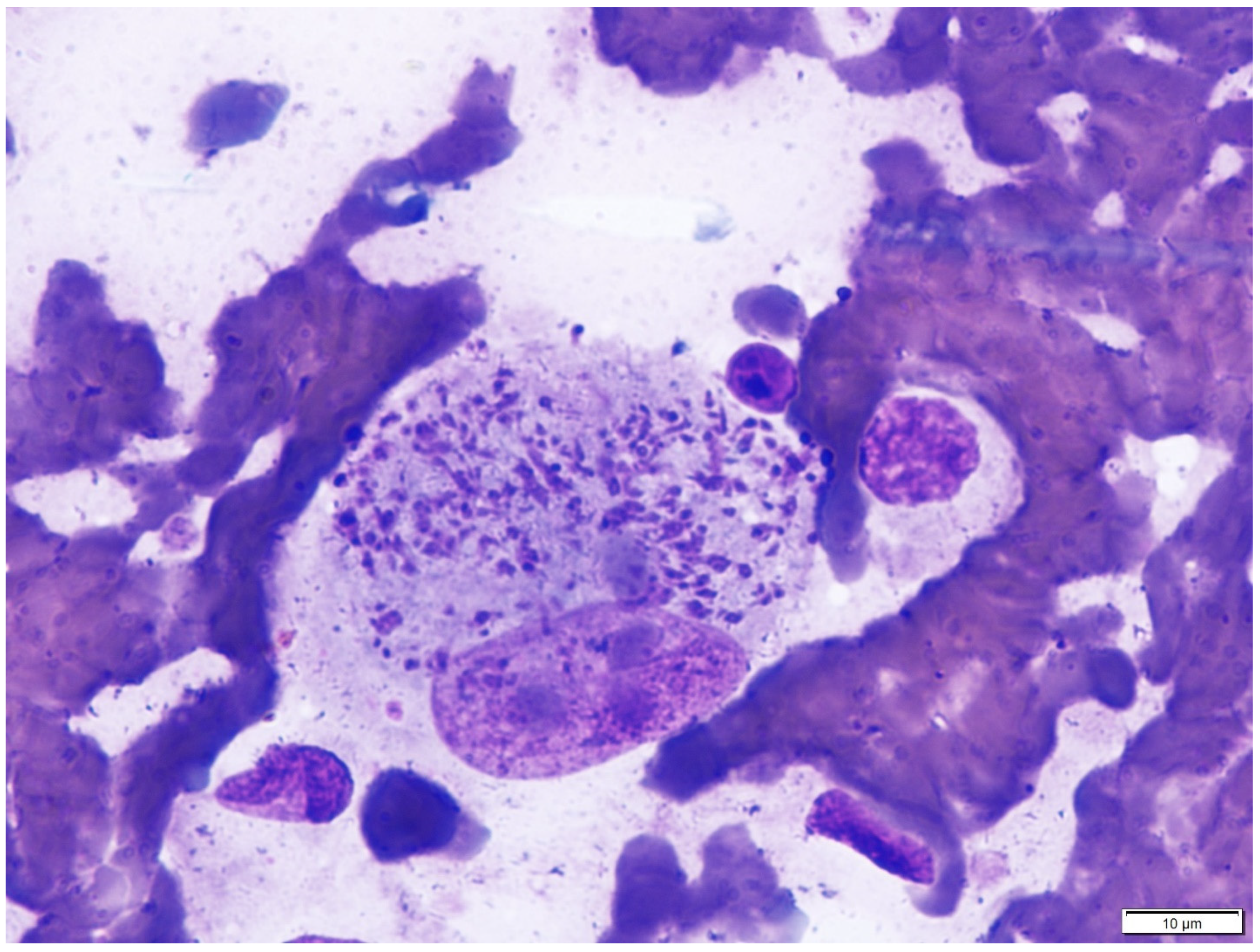 Pathogens 10 01170 g001