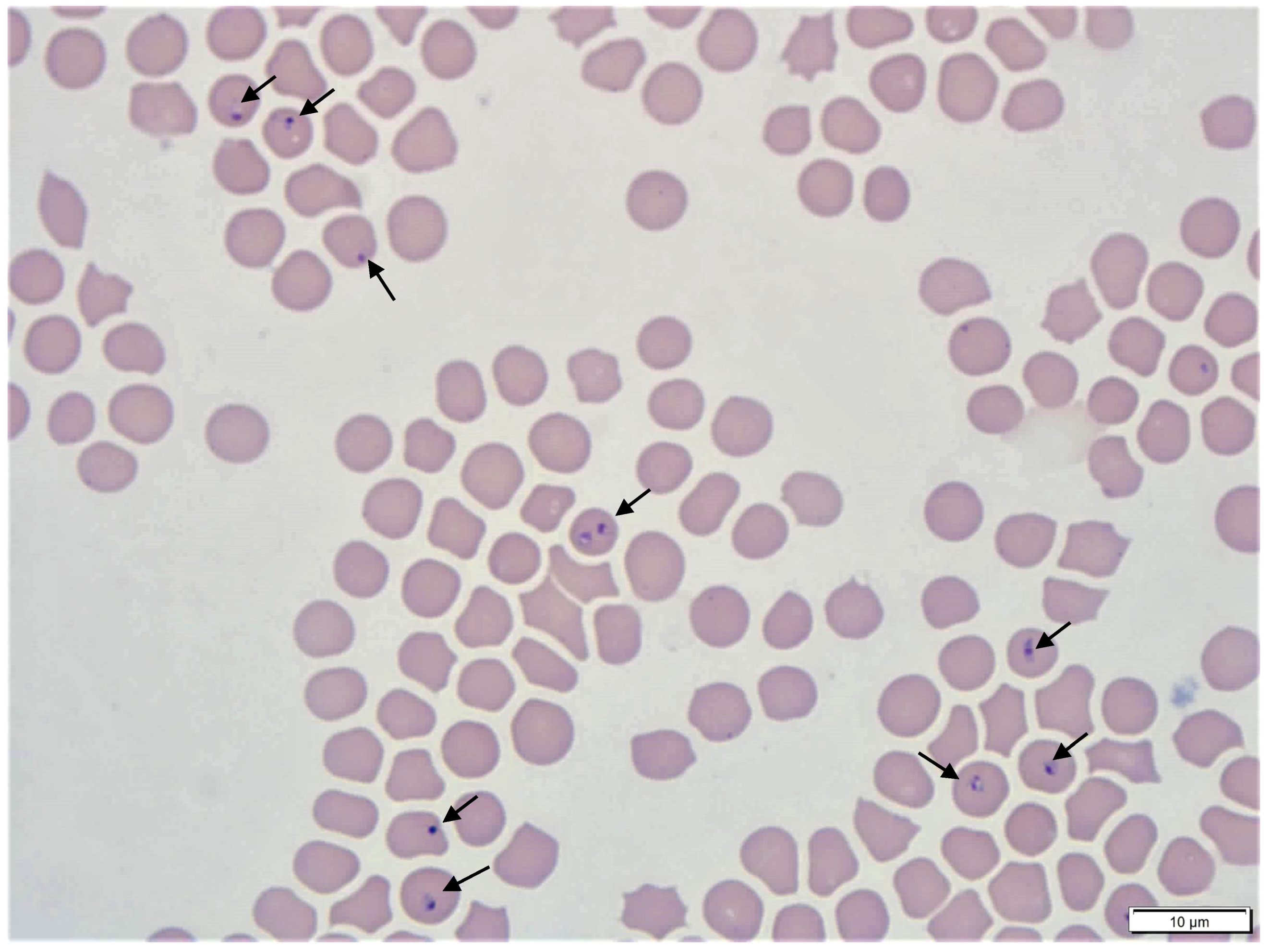 Pathogens 10 01170 g002