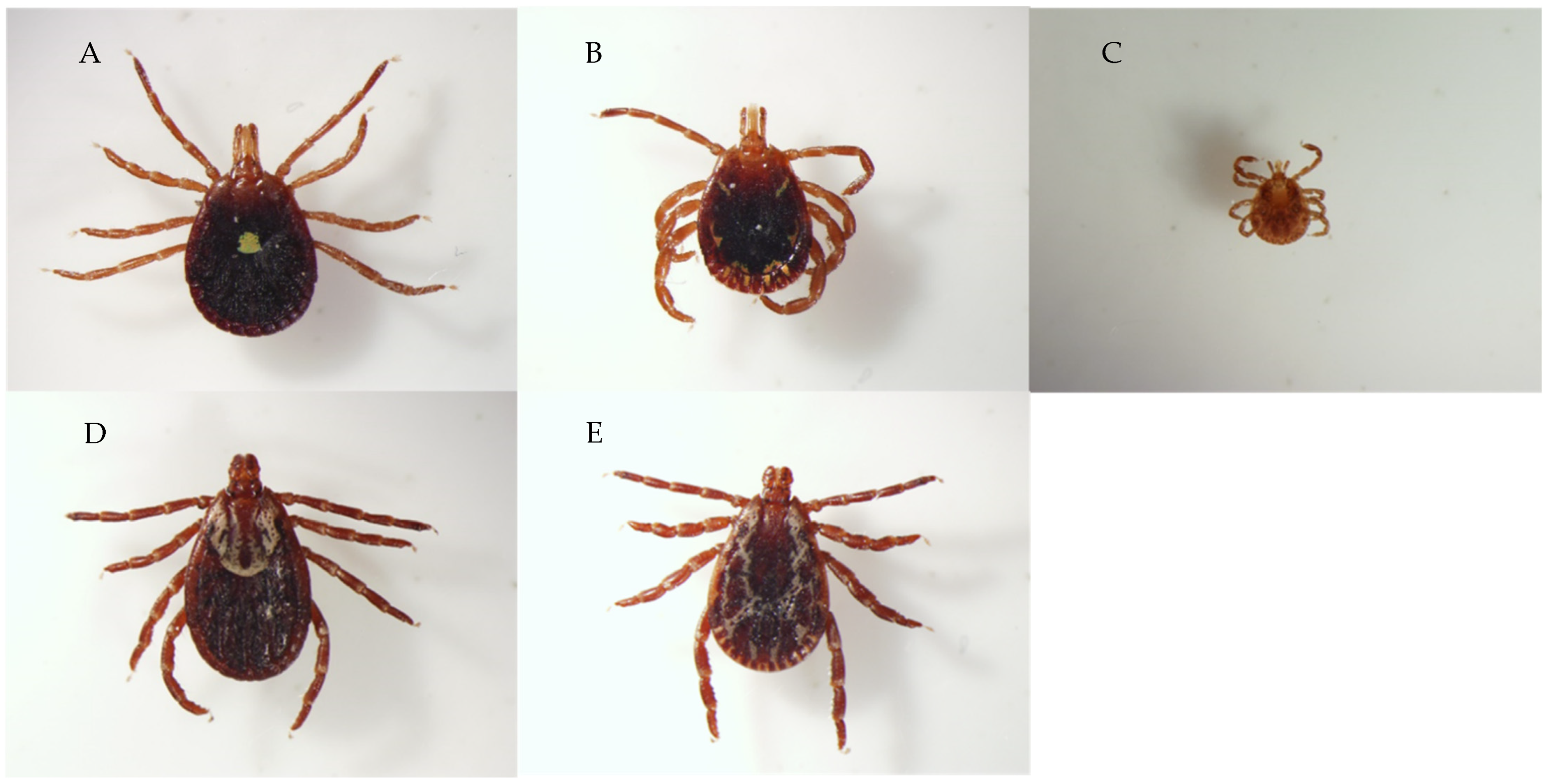 Pathogens 10 01170 g003