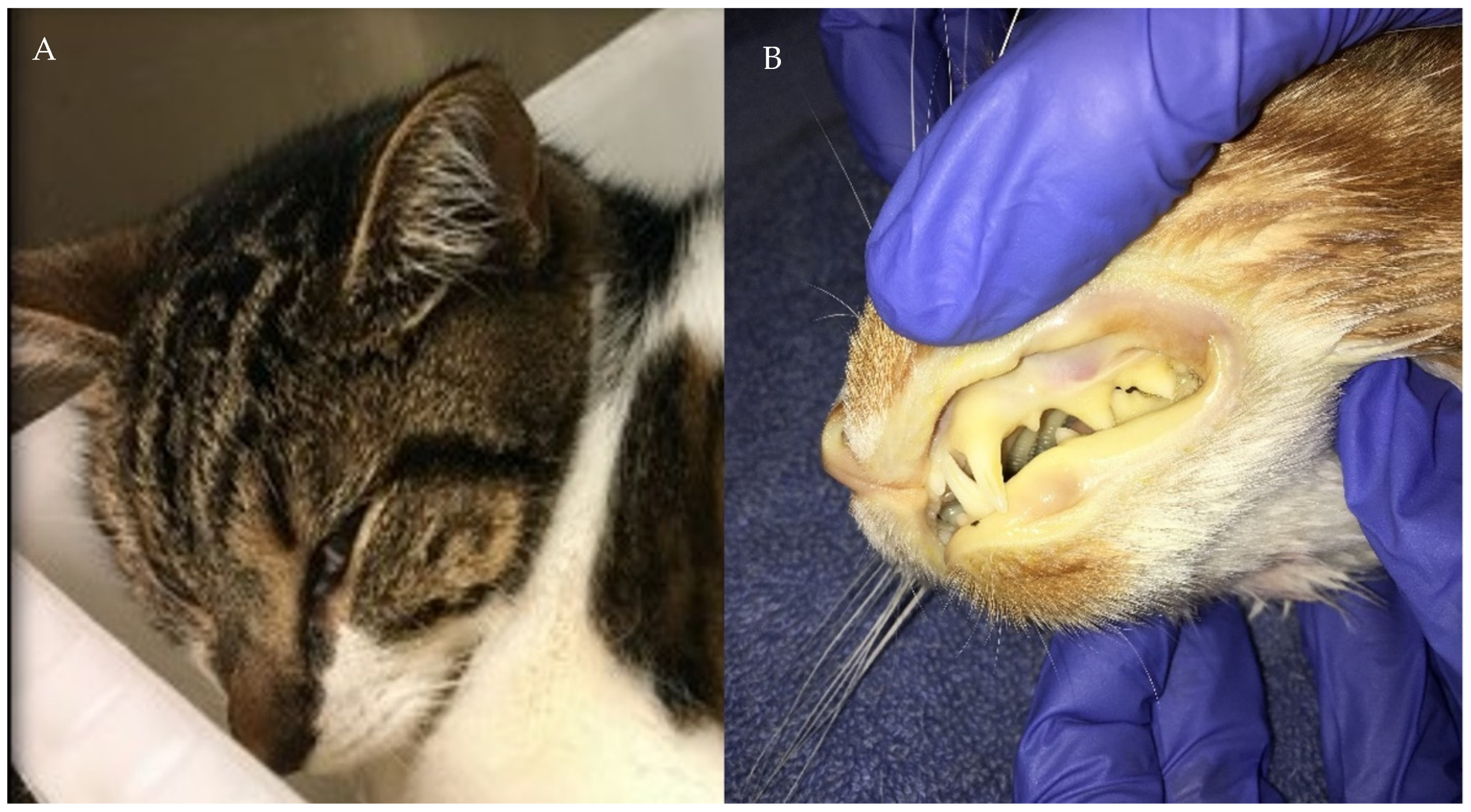 Pathogens 10 01170 g006