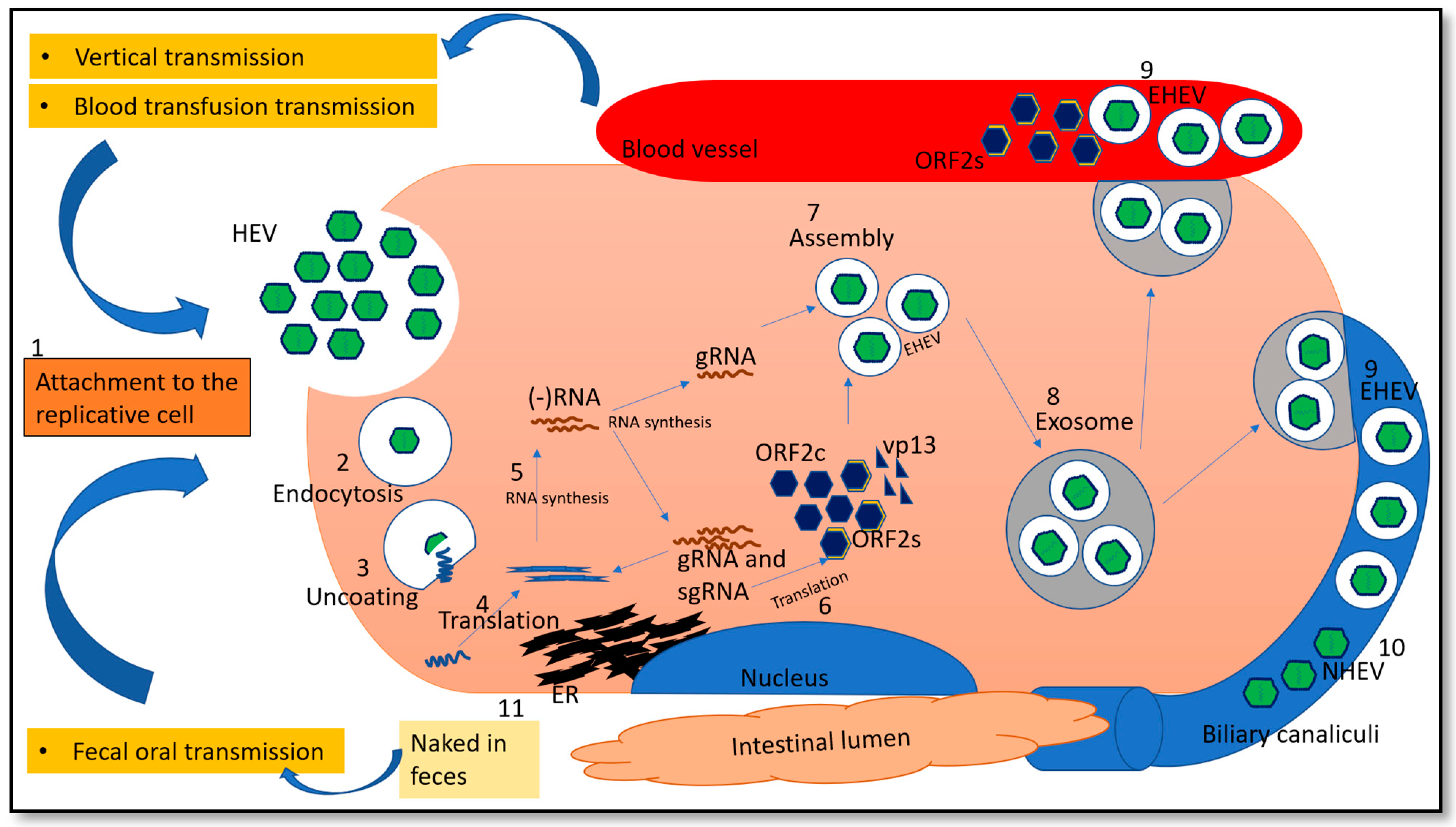 Pathogens 10 01180 g002