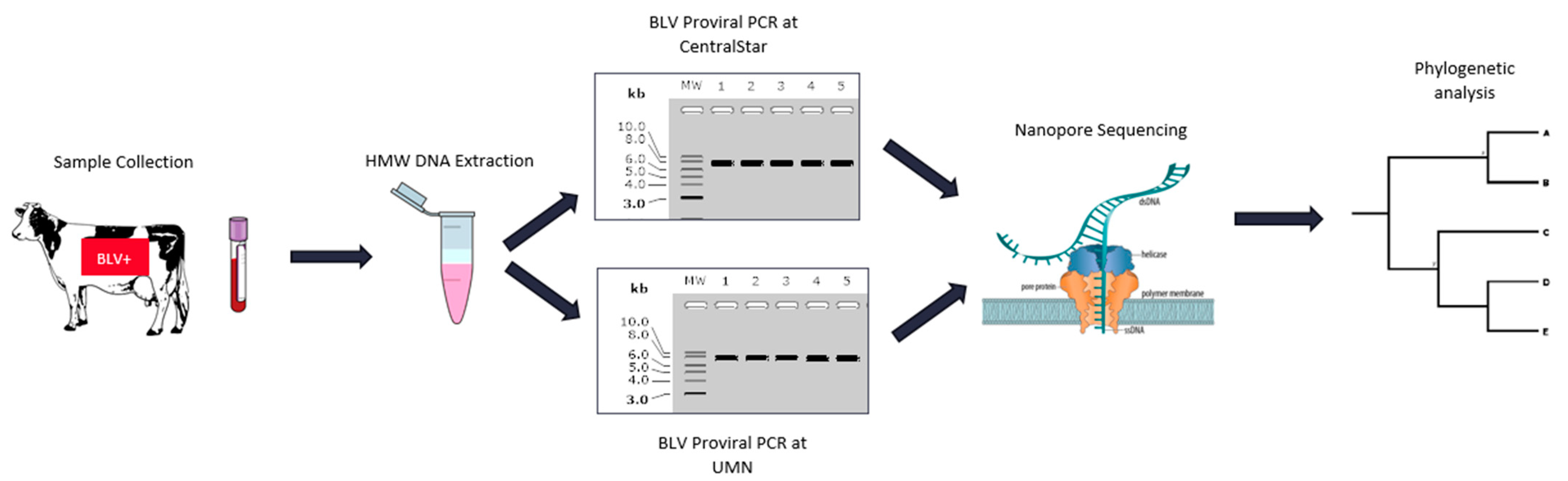 Pathogens 10 01191 g002