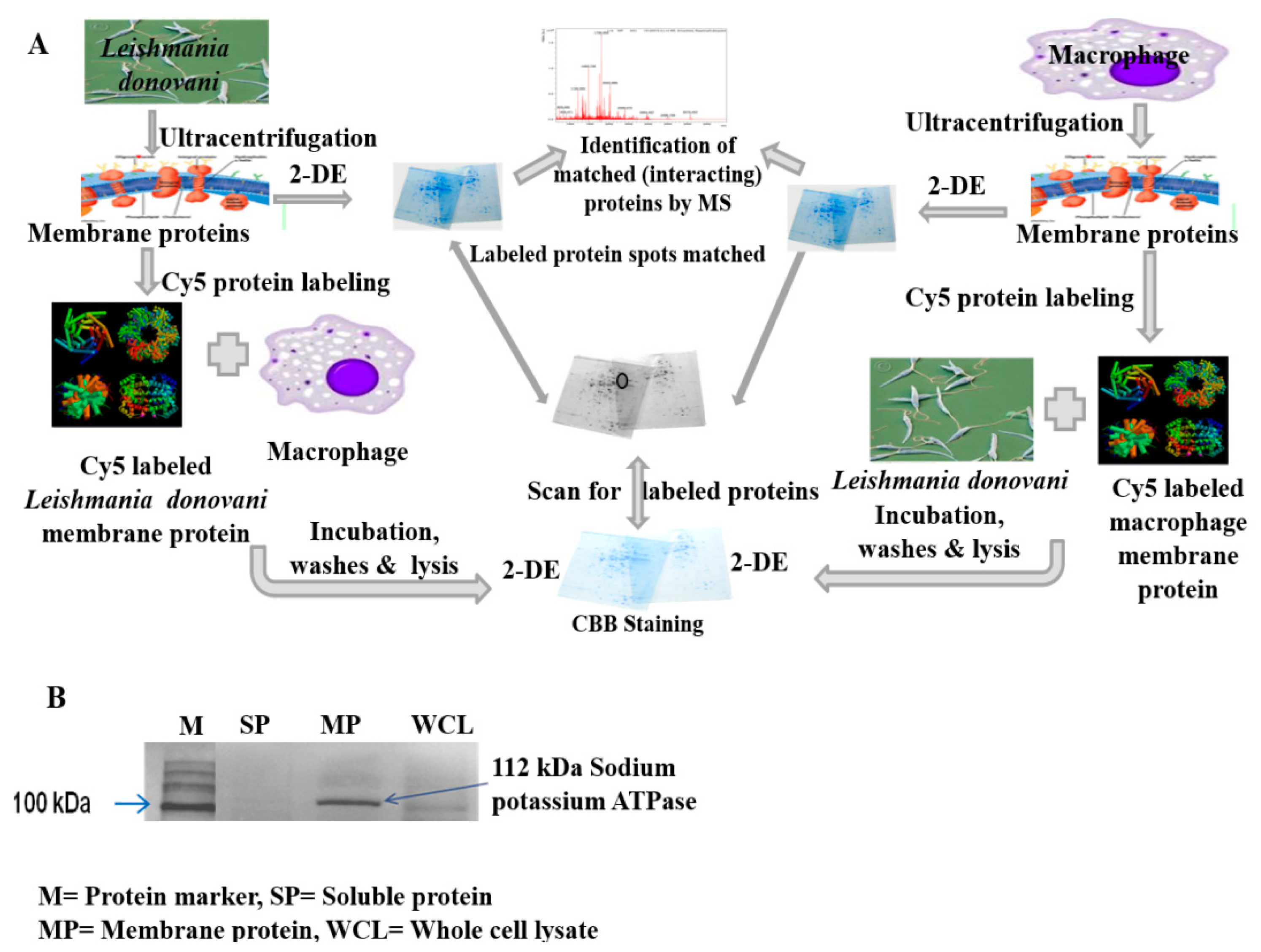 Pathogens 10 01194 g001