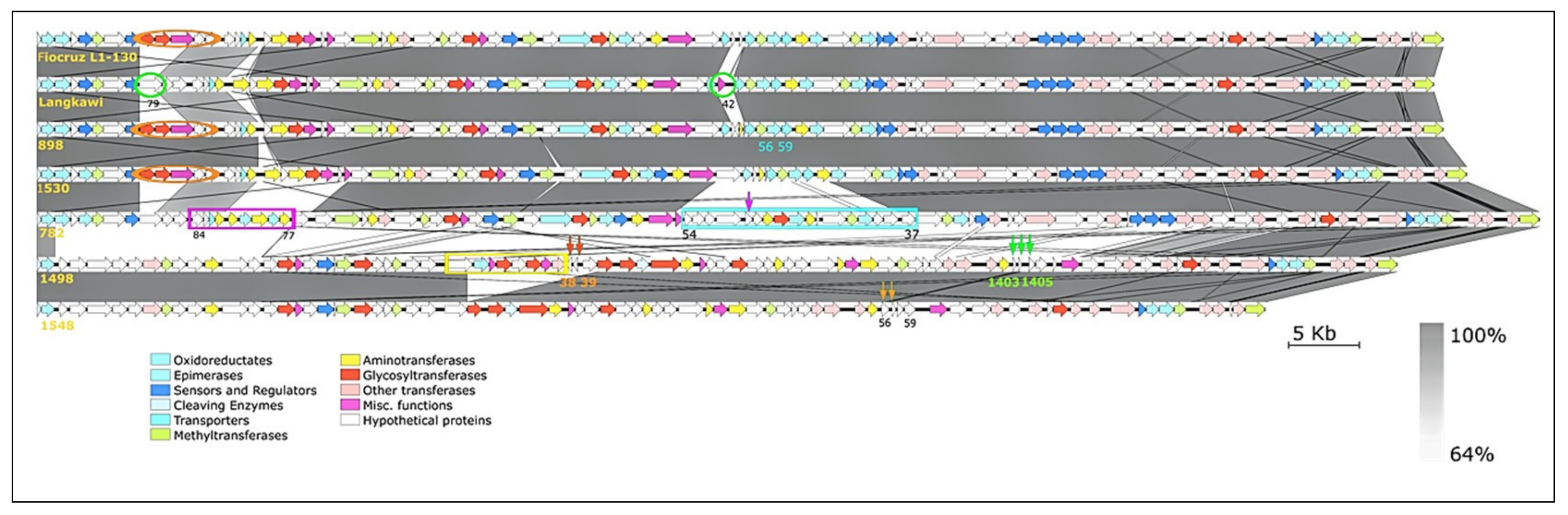 Pathogens 10 01198 g004