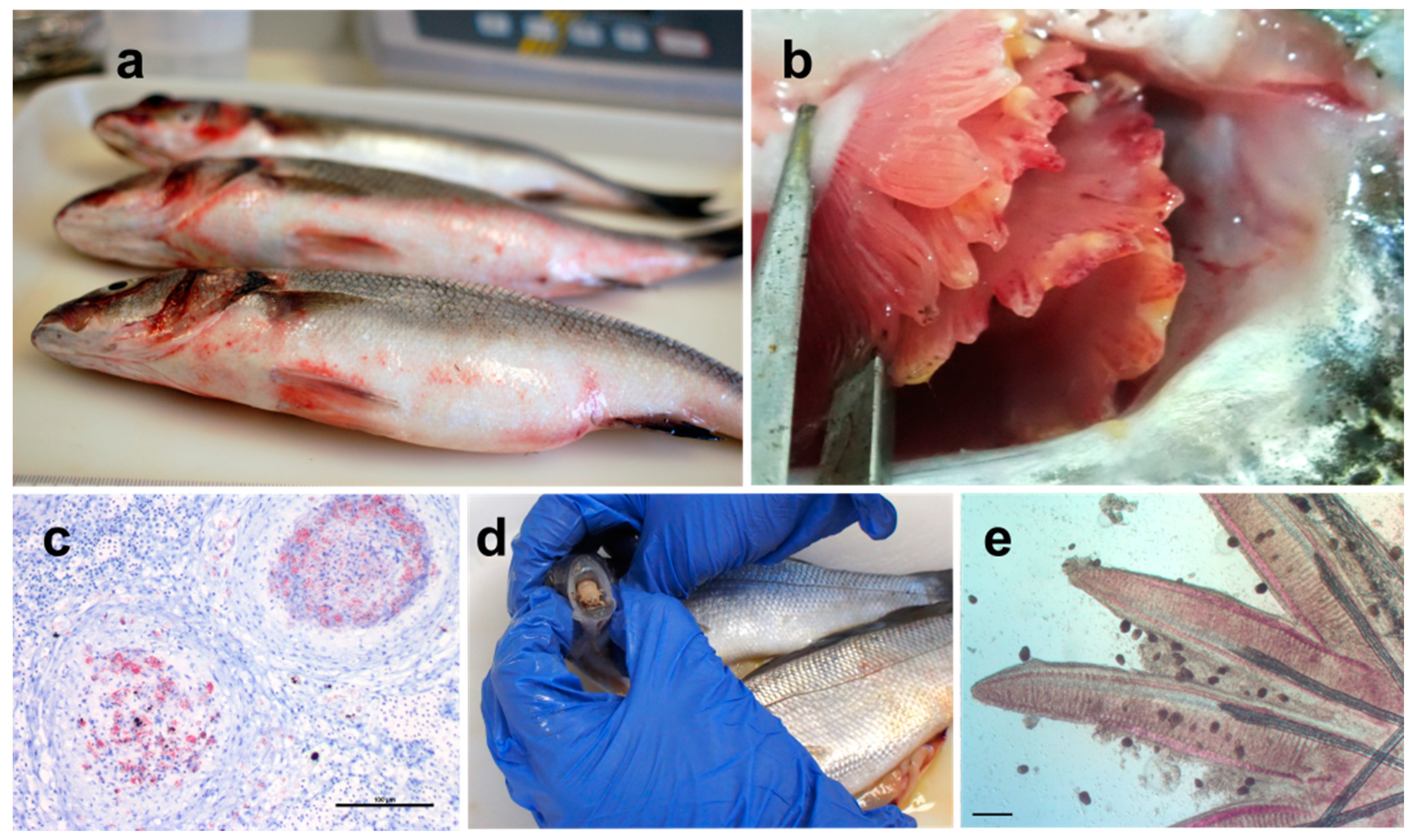 Pathogens 10 01205 g003