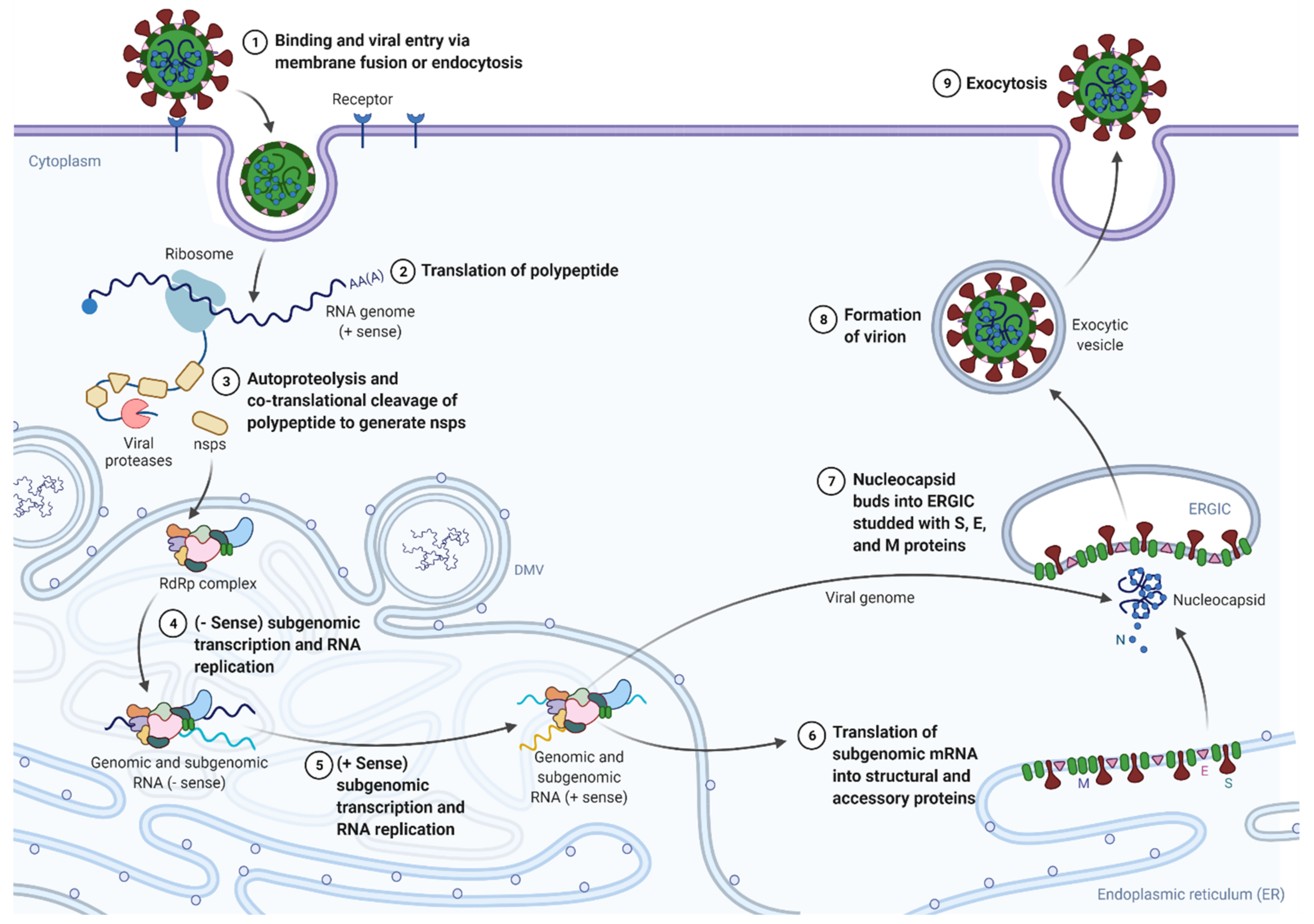 Pathogens 10 01218 g004