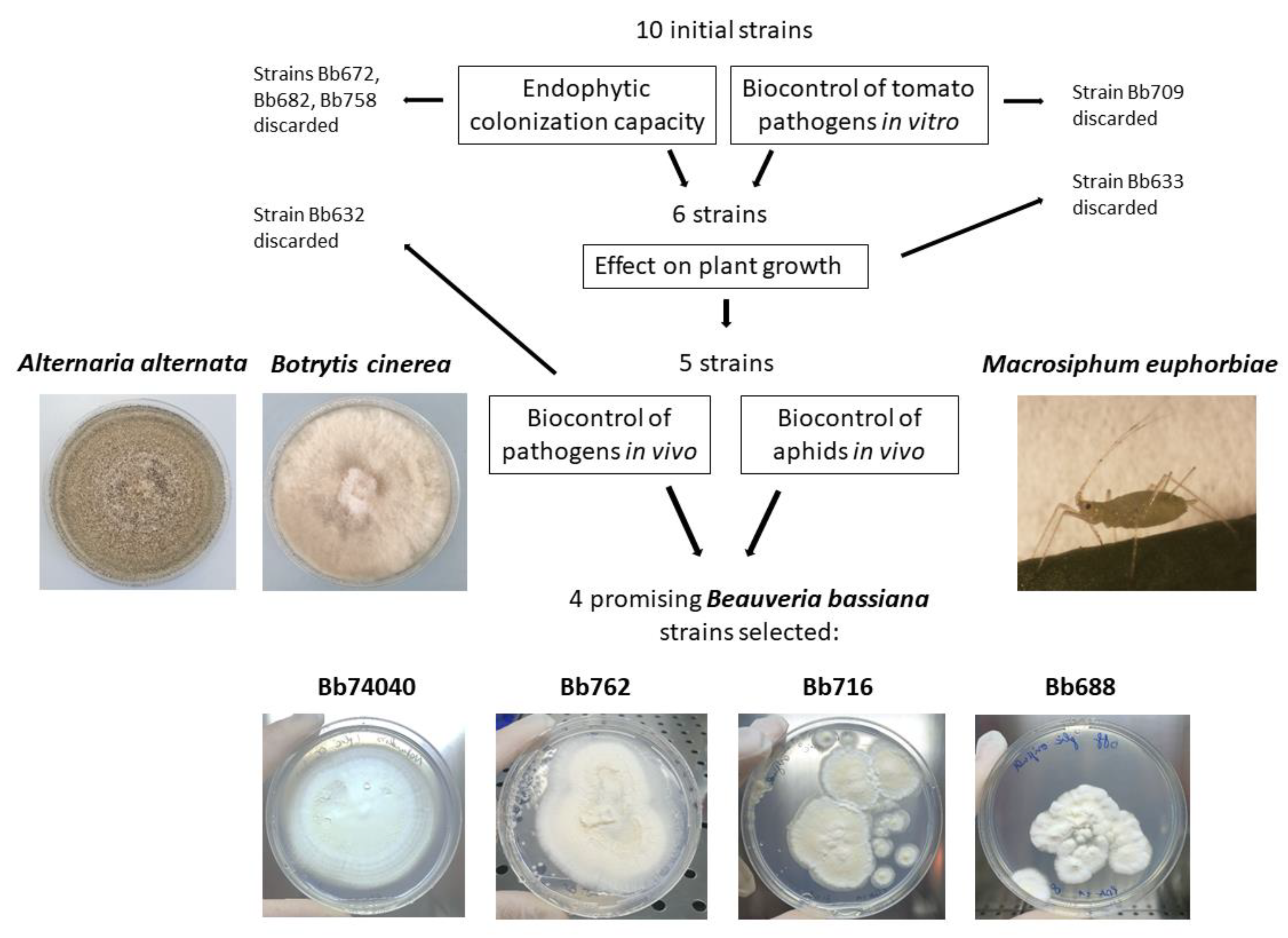 Pathogens 10 01242 g006