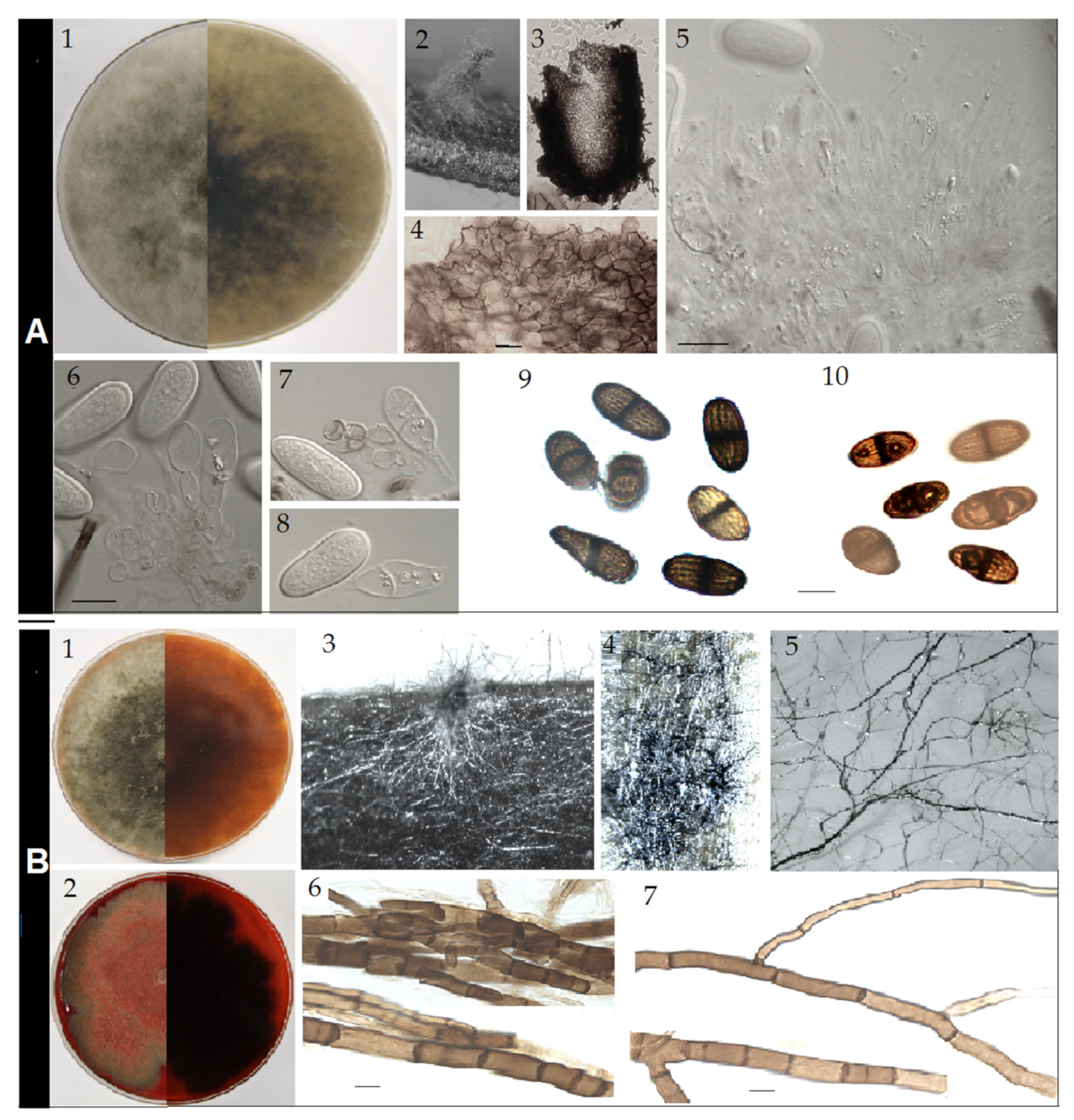 Pathogens 10 01297 g004