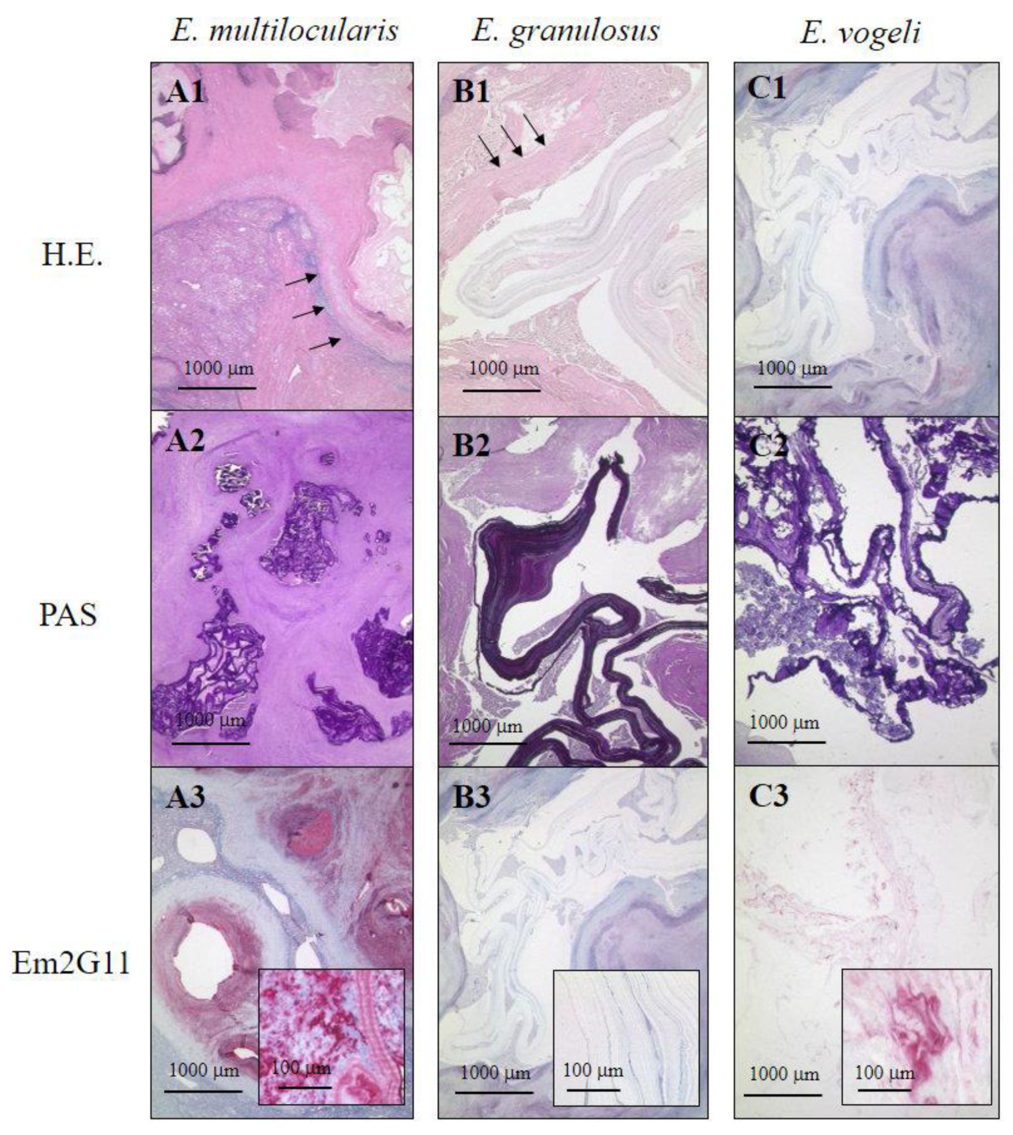 Pathogens 10 01326 g002