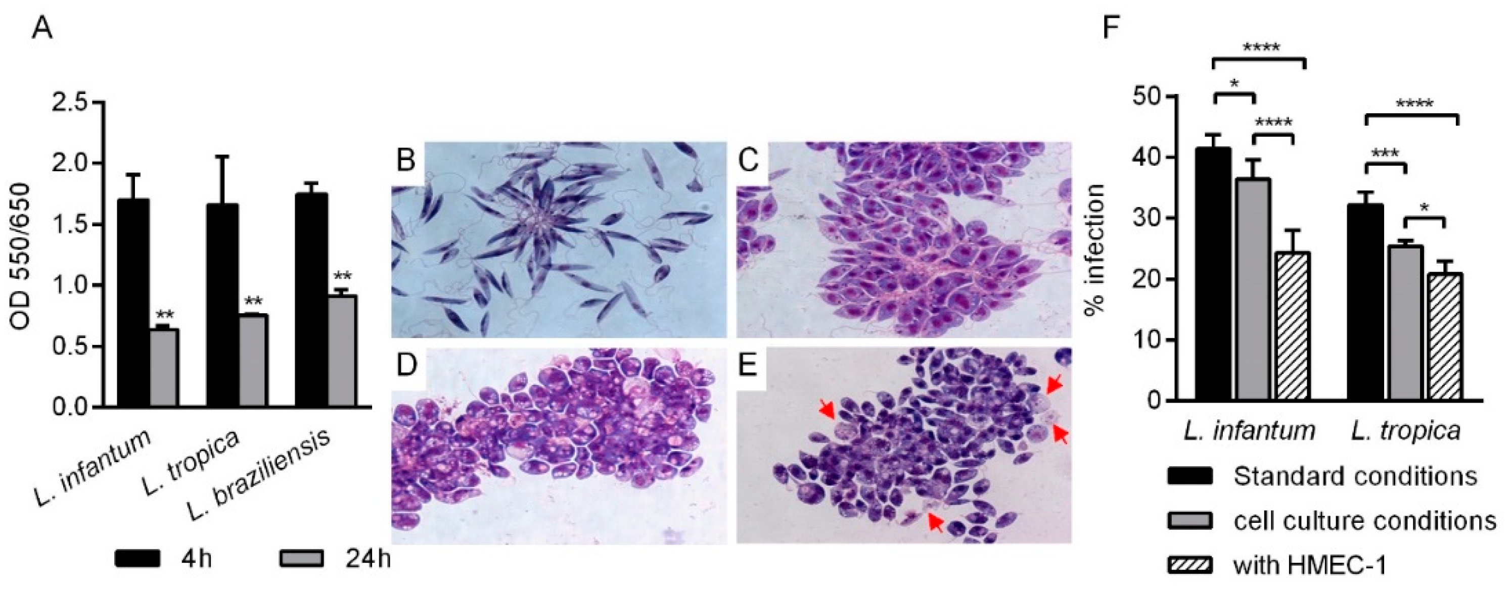 Pathogens 10 01380 g002 Pathogens 10 01380 g002