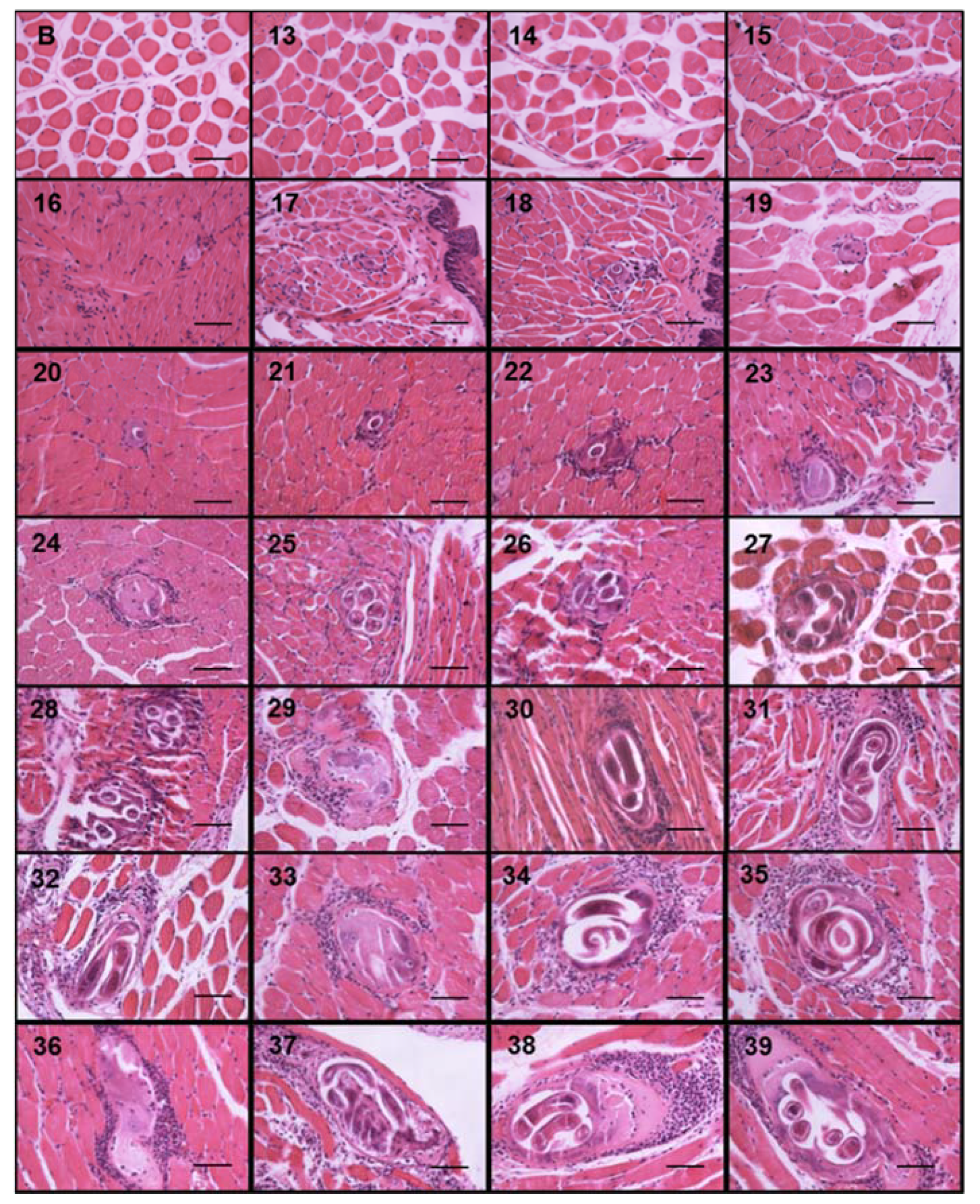 Pathogens 10 01382 g003