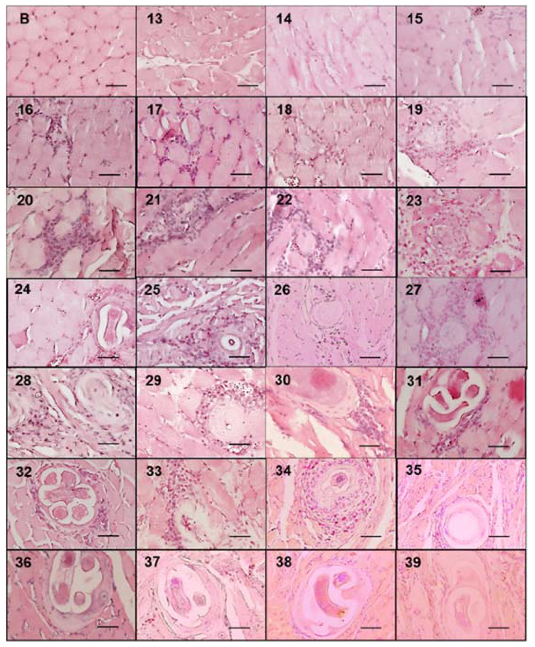 Pathogens 10 01382 g005