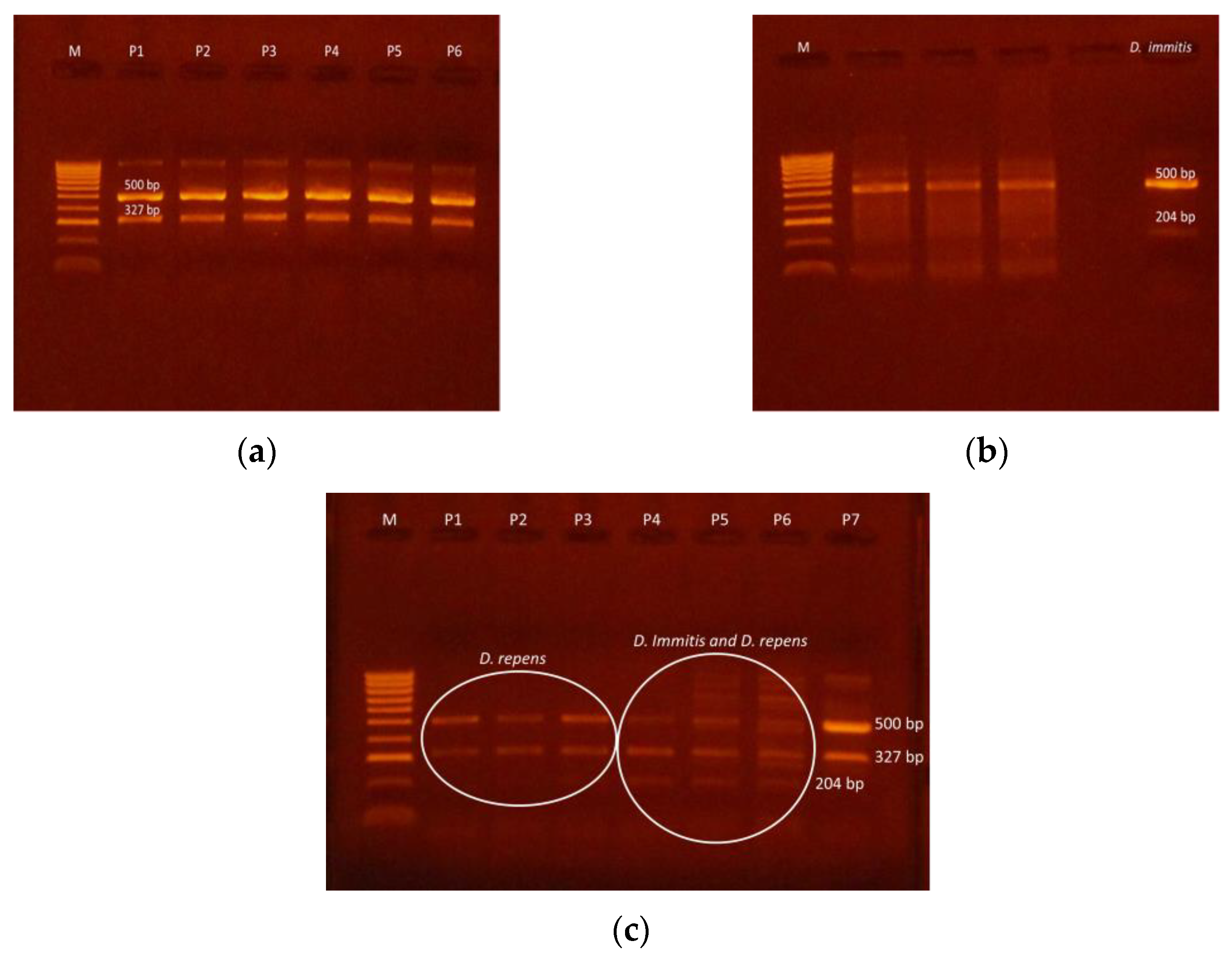 Pathogens 10 01400 g005