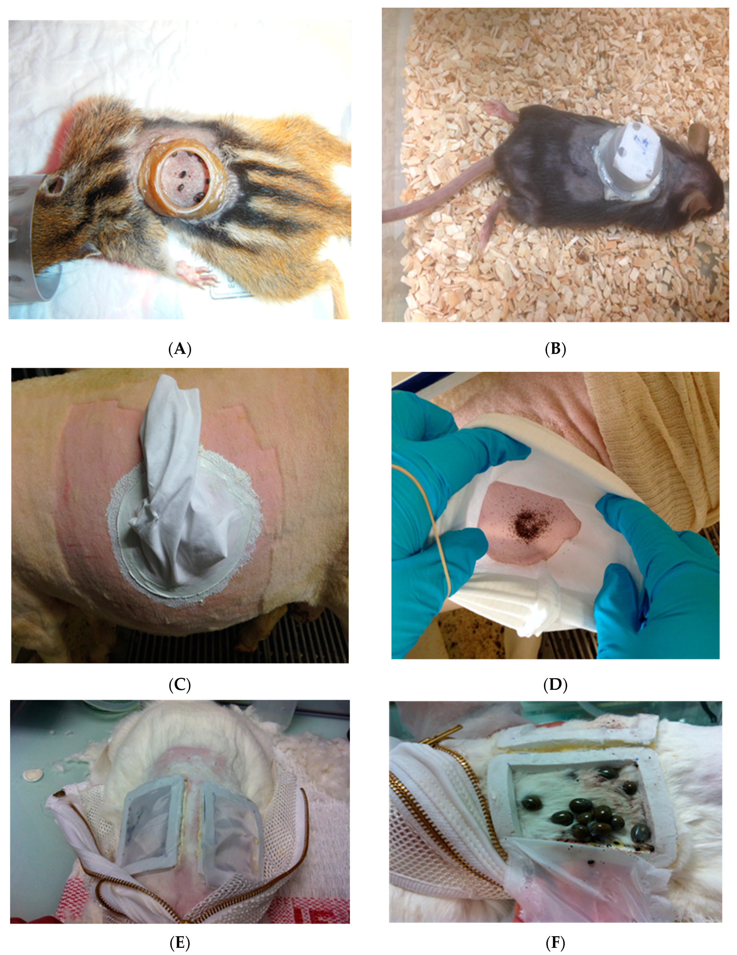 Pathogens 10 01403 g002a