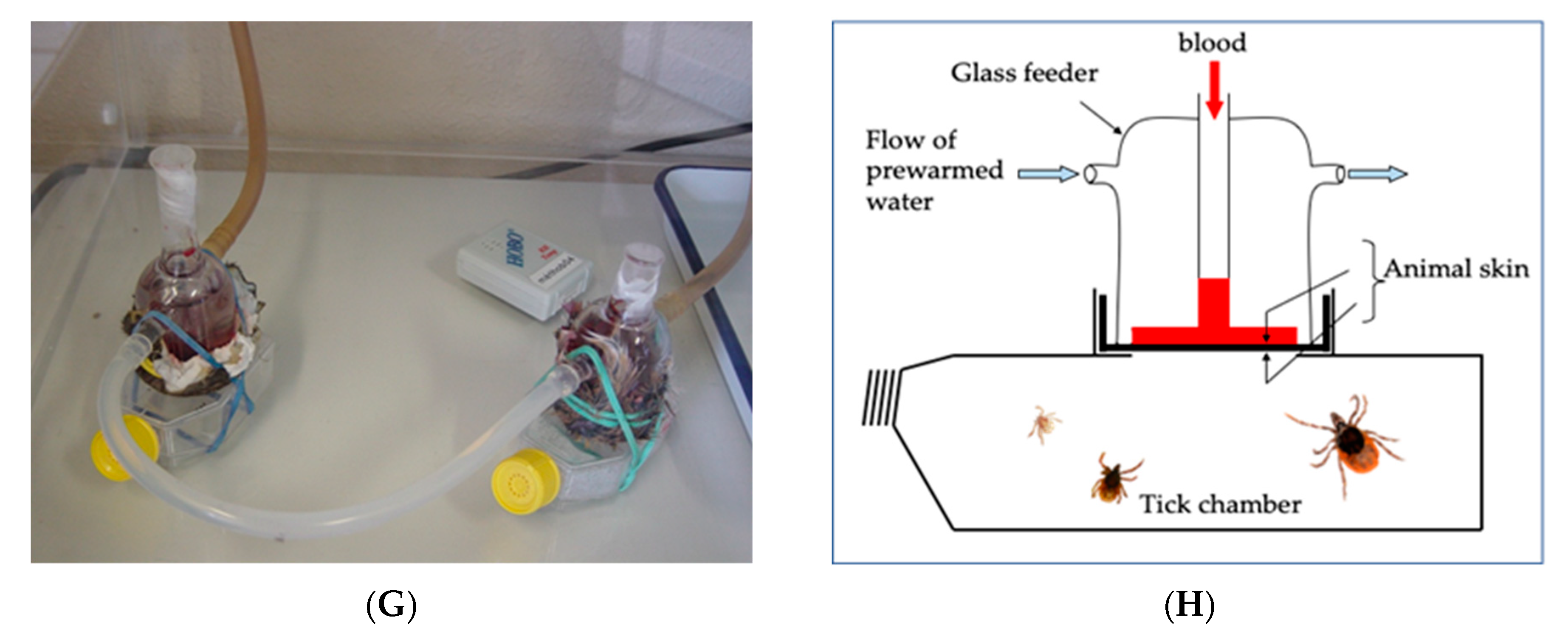 Pathogens 10 01403 g002b