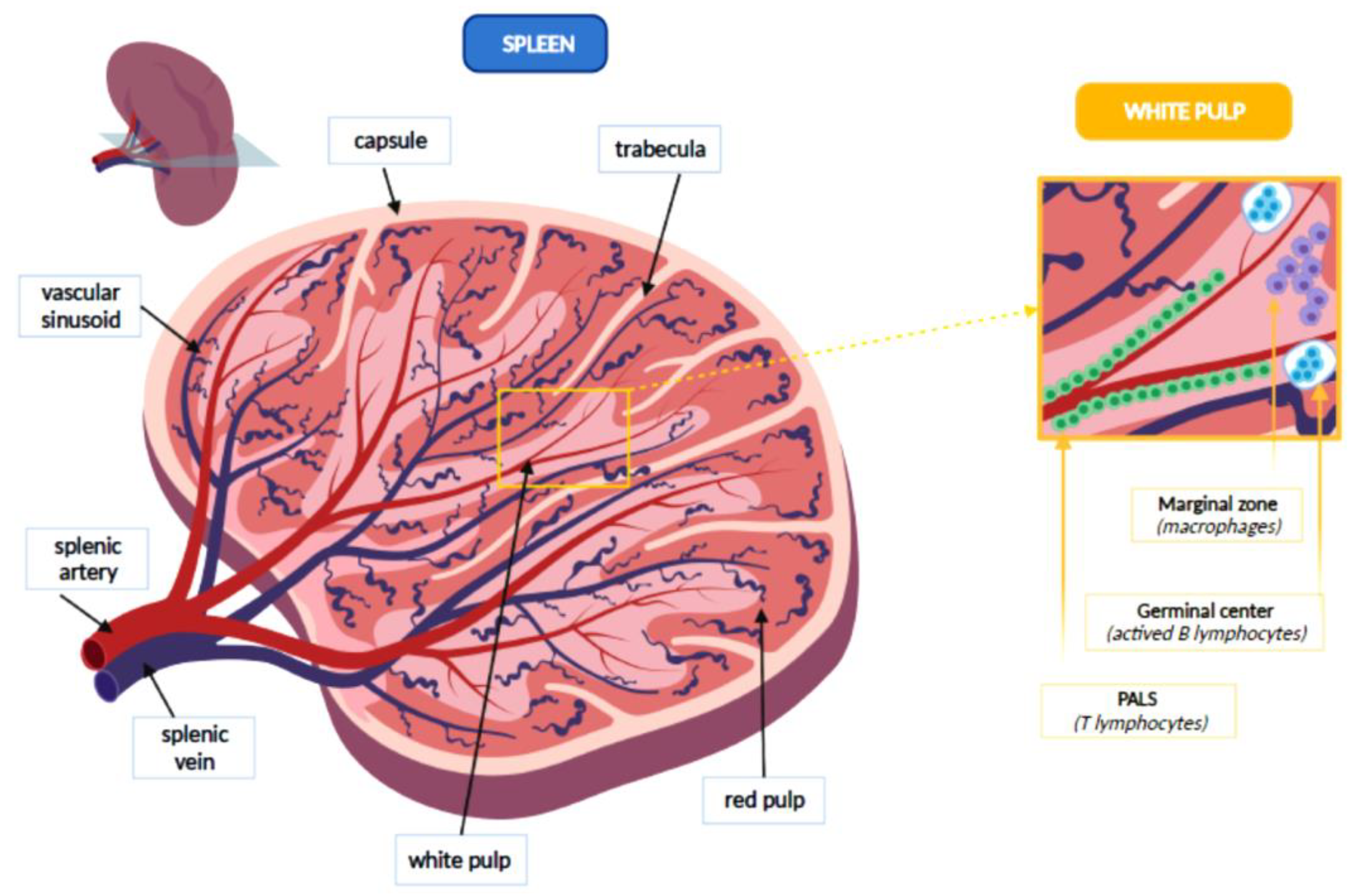 Pathogens 10 01436 g001