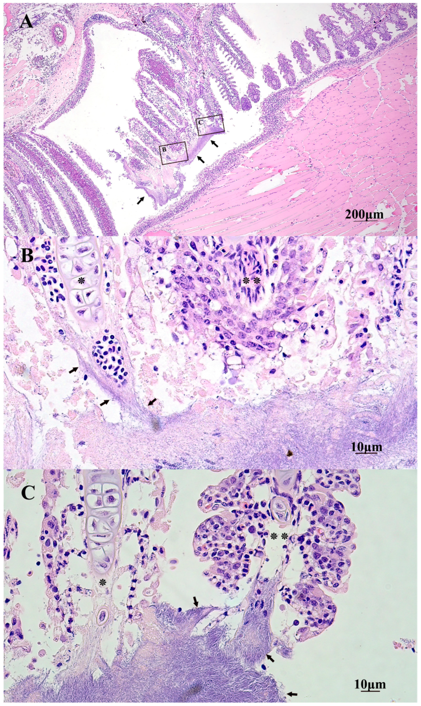 Pathogens 10 01439 g005