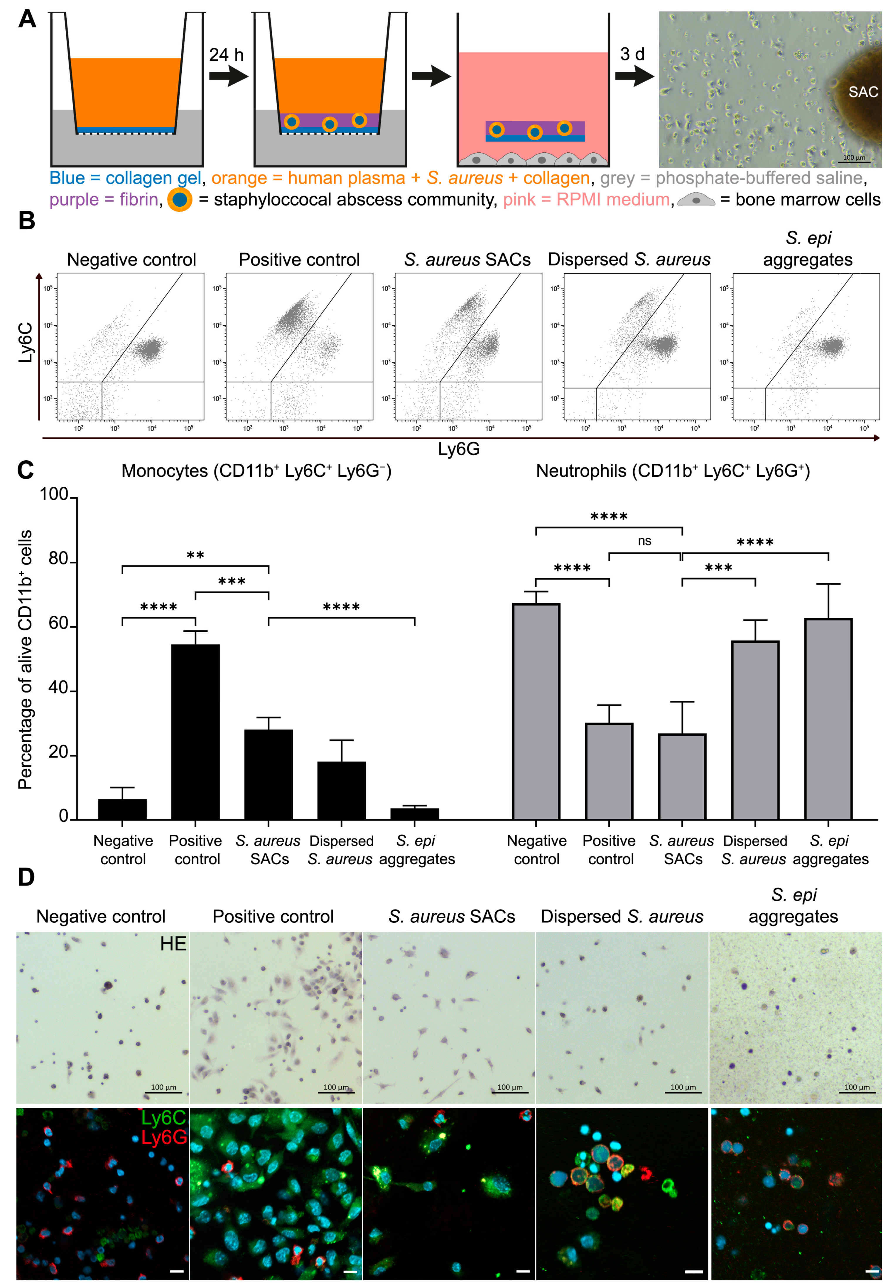 Pathogens 10 01446 g001