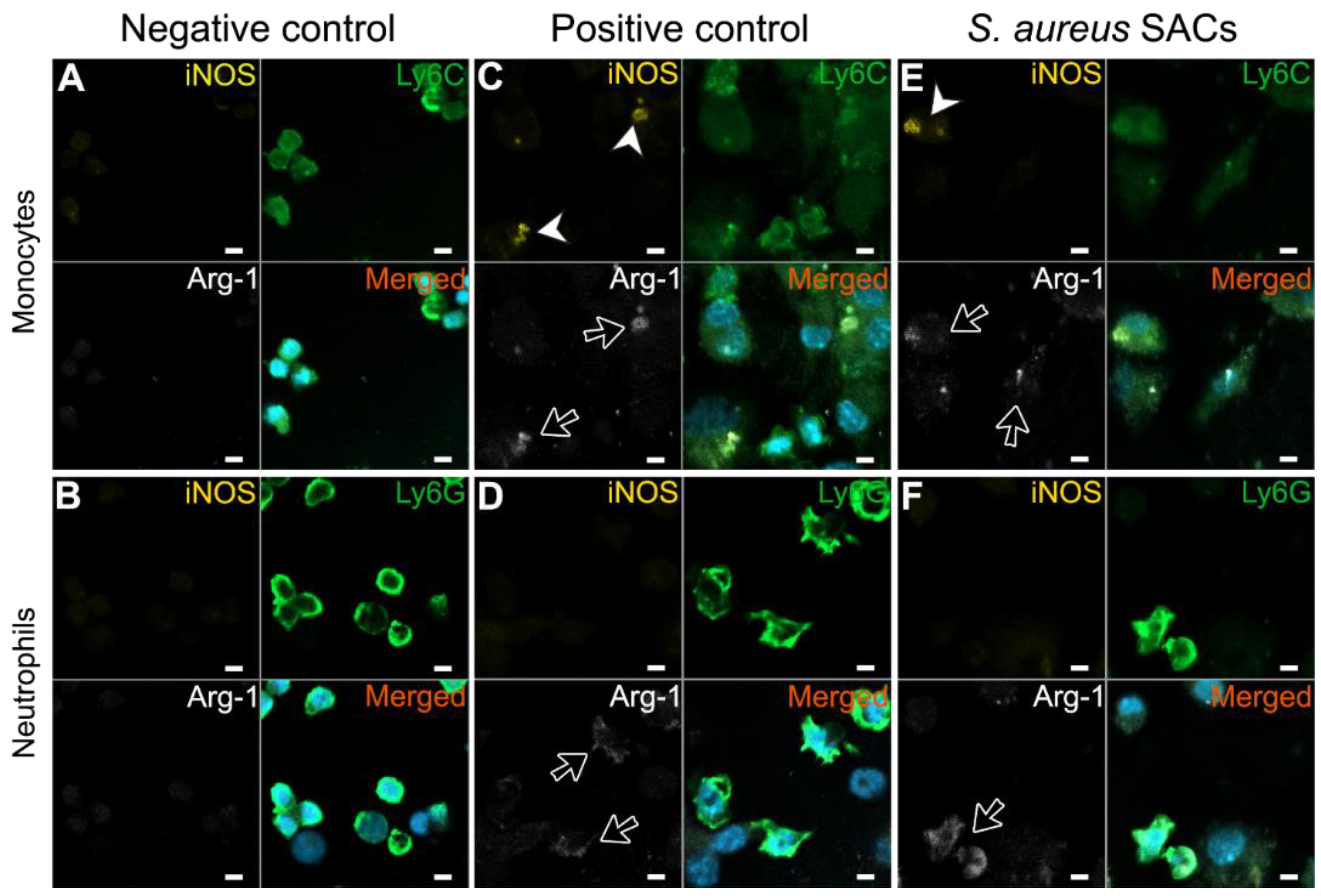 Pathogens 10 01446 g003