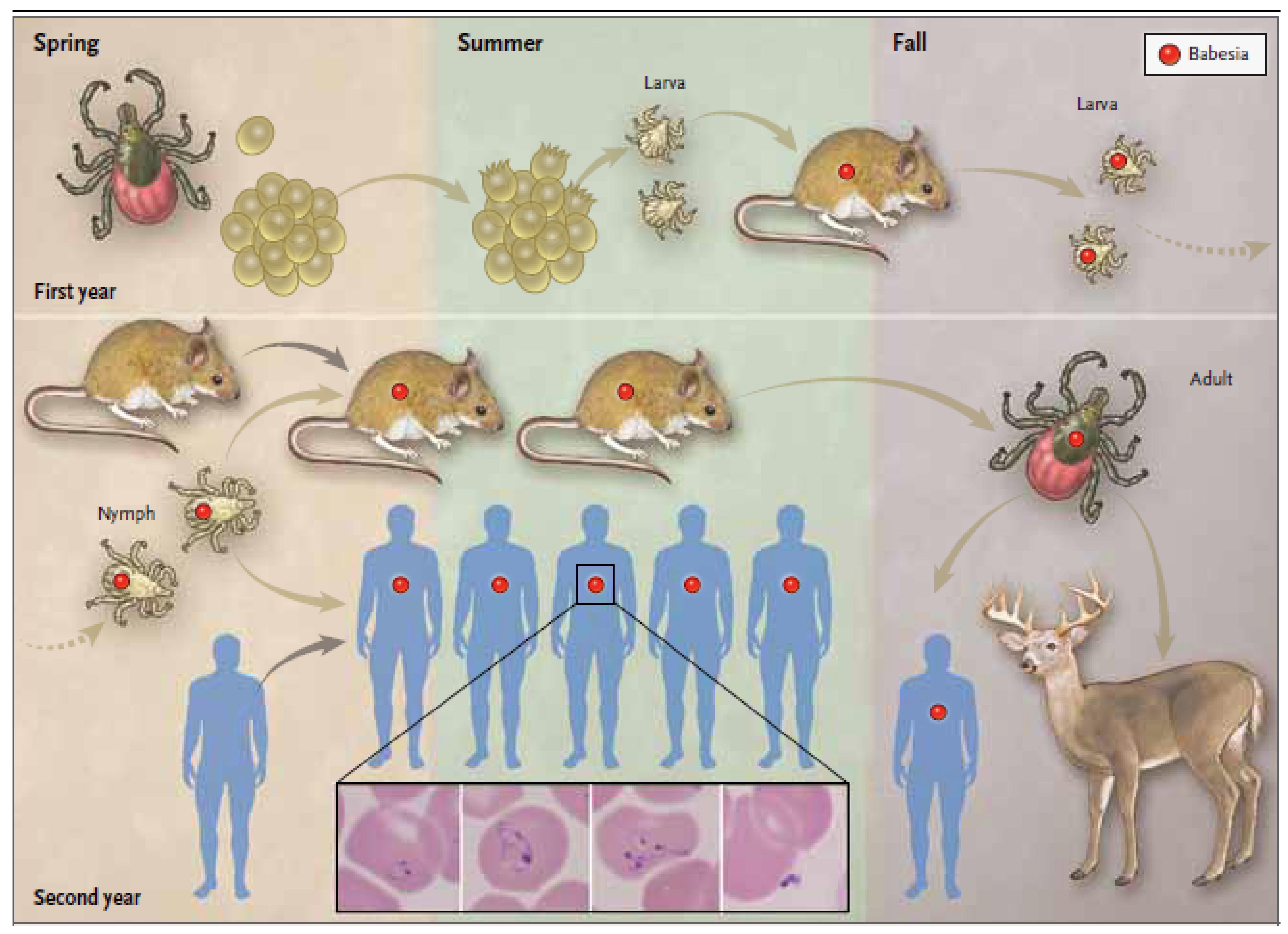 Pathogens 10 01447 g002