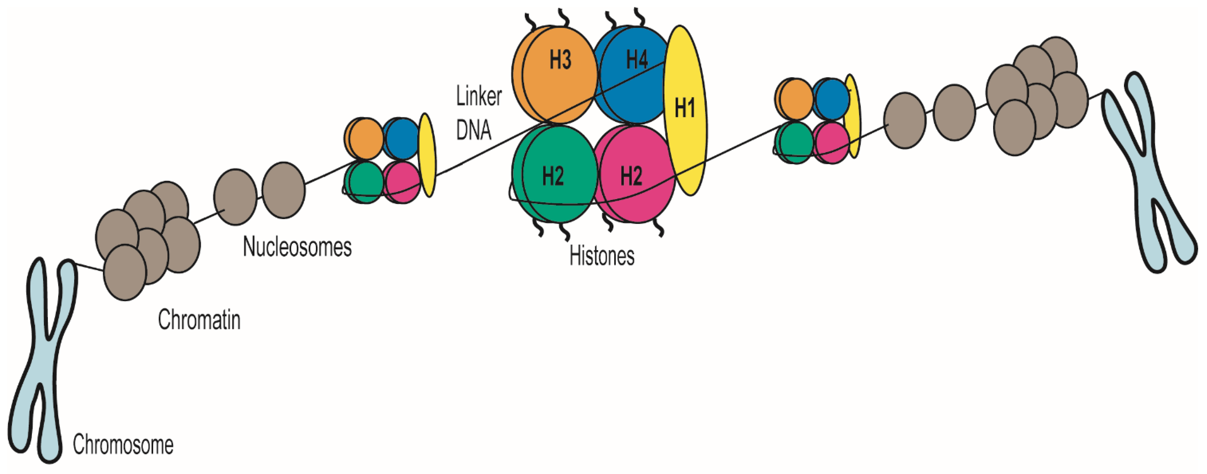 Pathogens 10 01463 g001