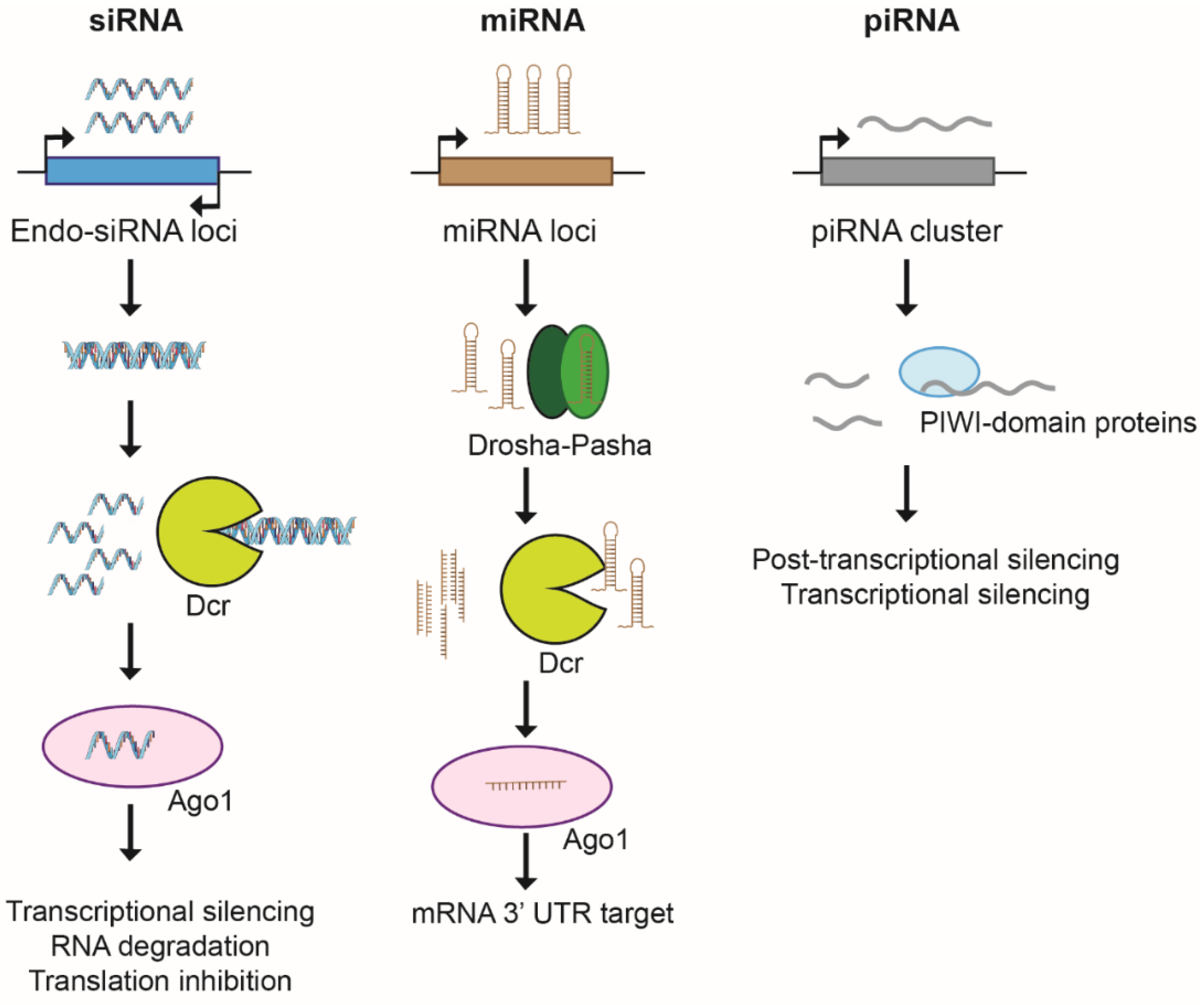 Pathogens 10 01463 g004