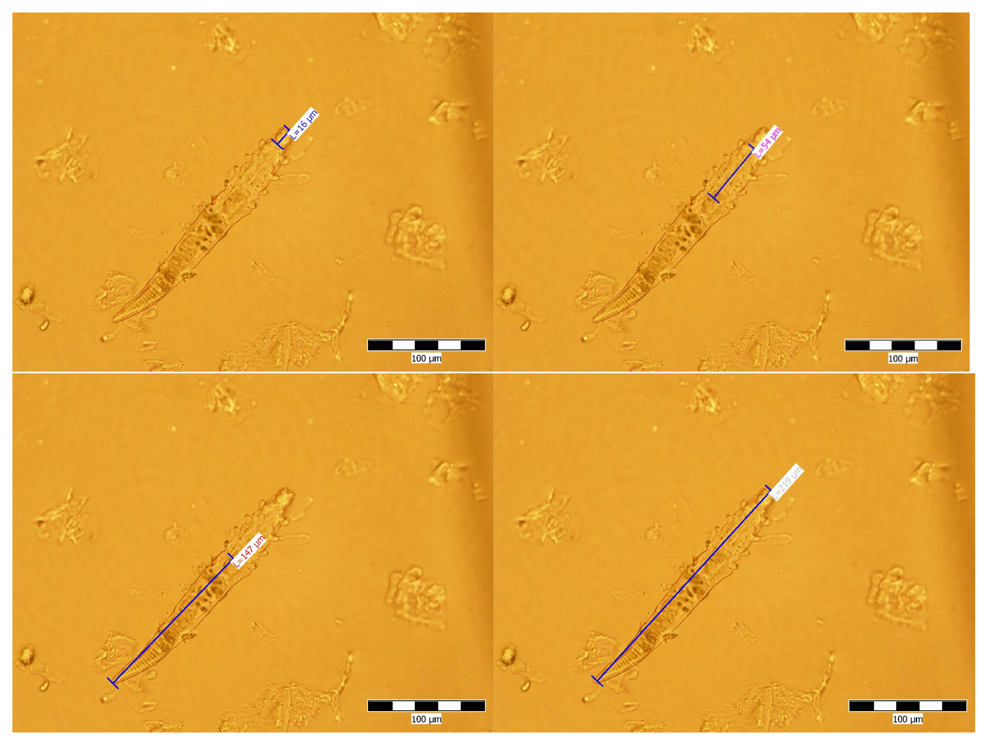 Pathogens 10 01474 g002