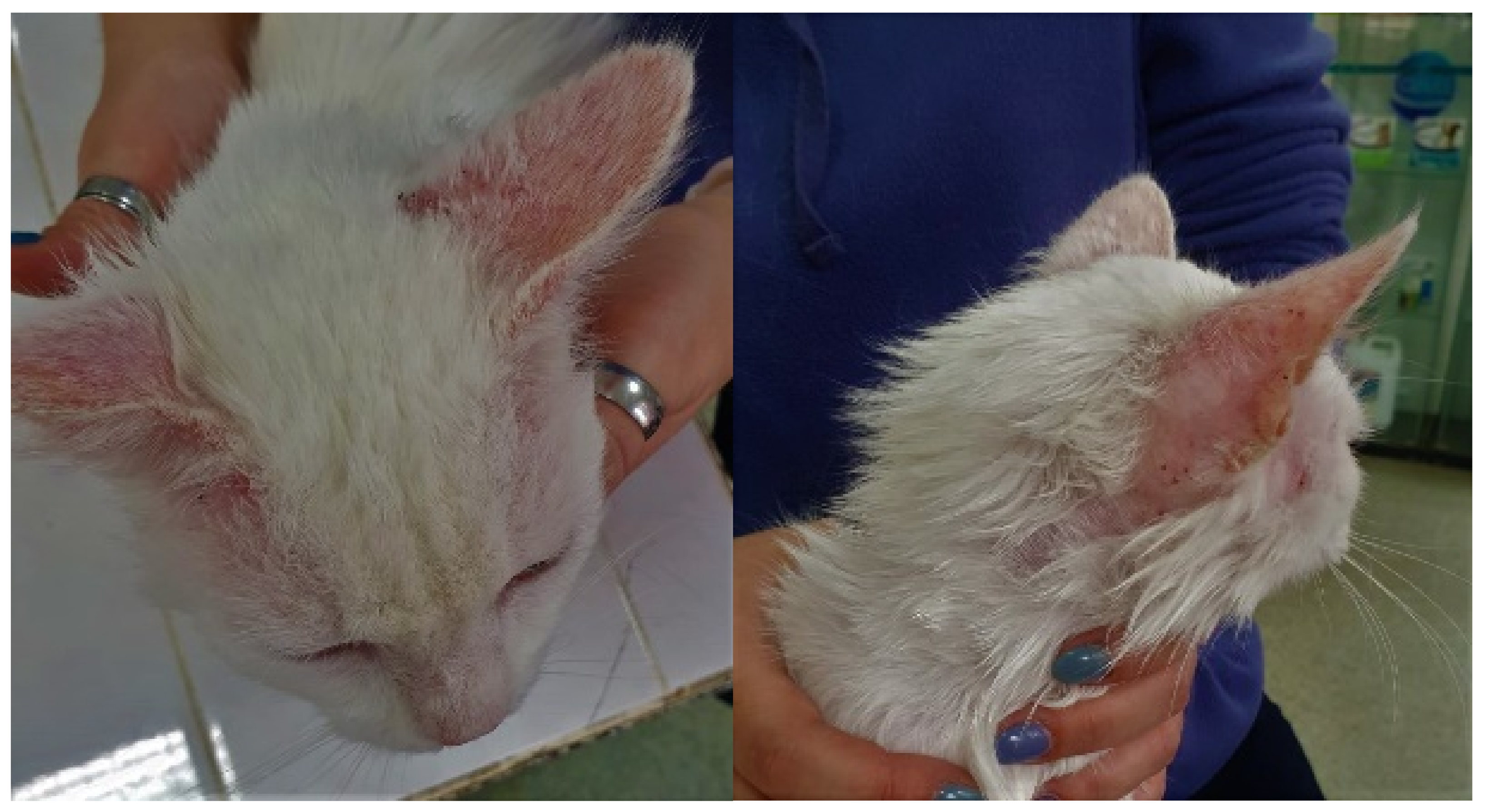 Pathogens 10 01474 g003