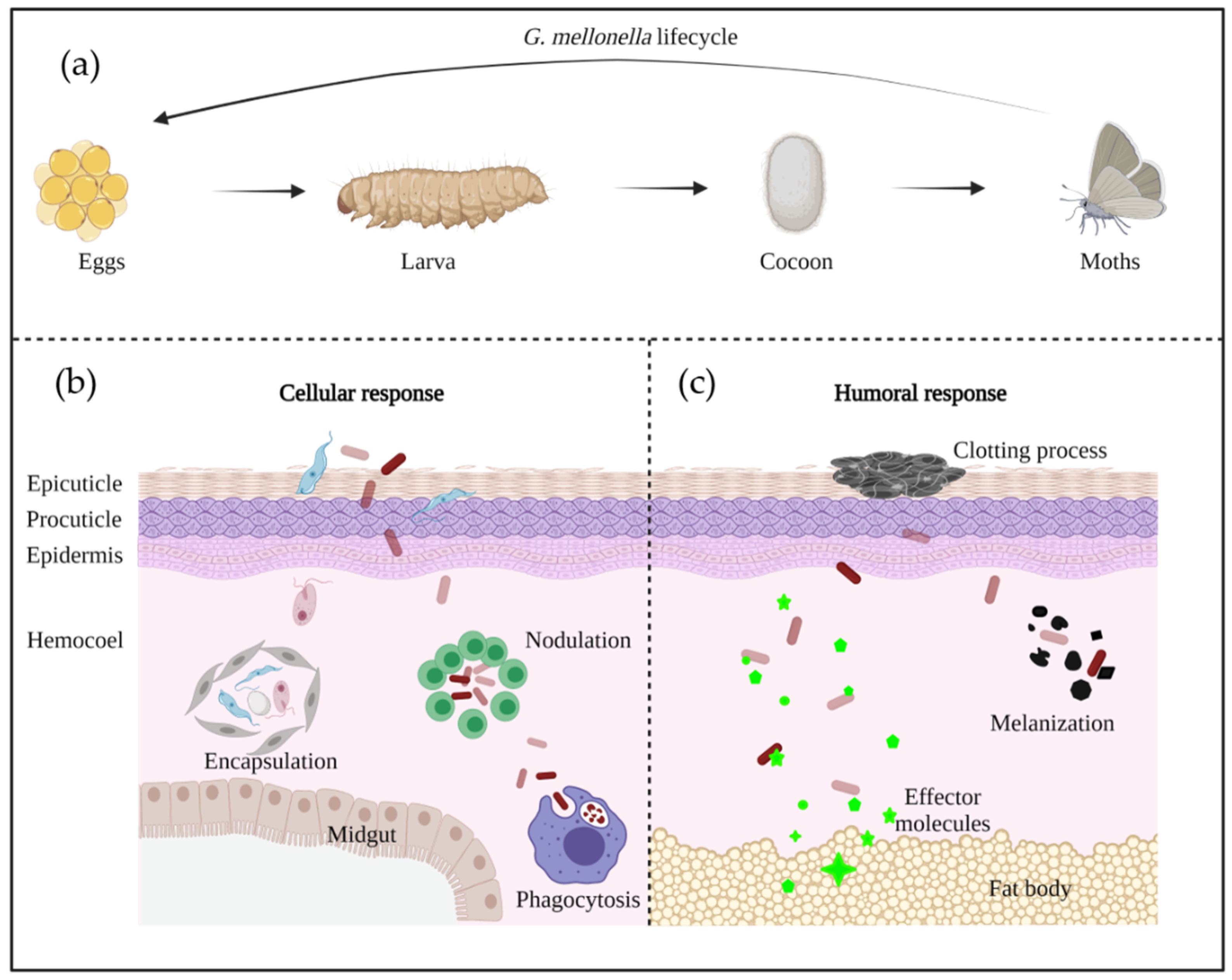 Pathogens 10 01483 g002 Pathogens 10 01483 g002