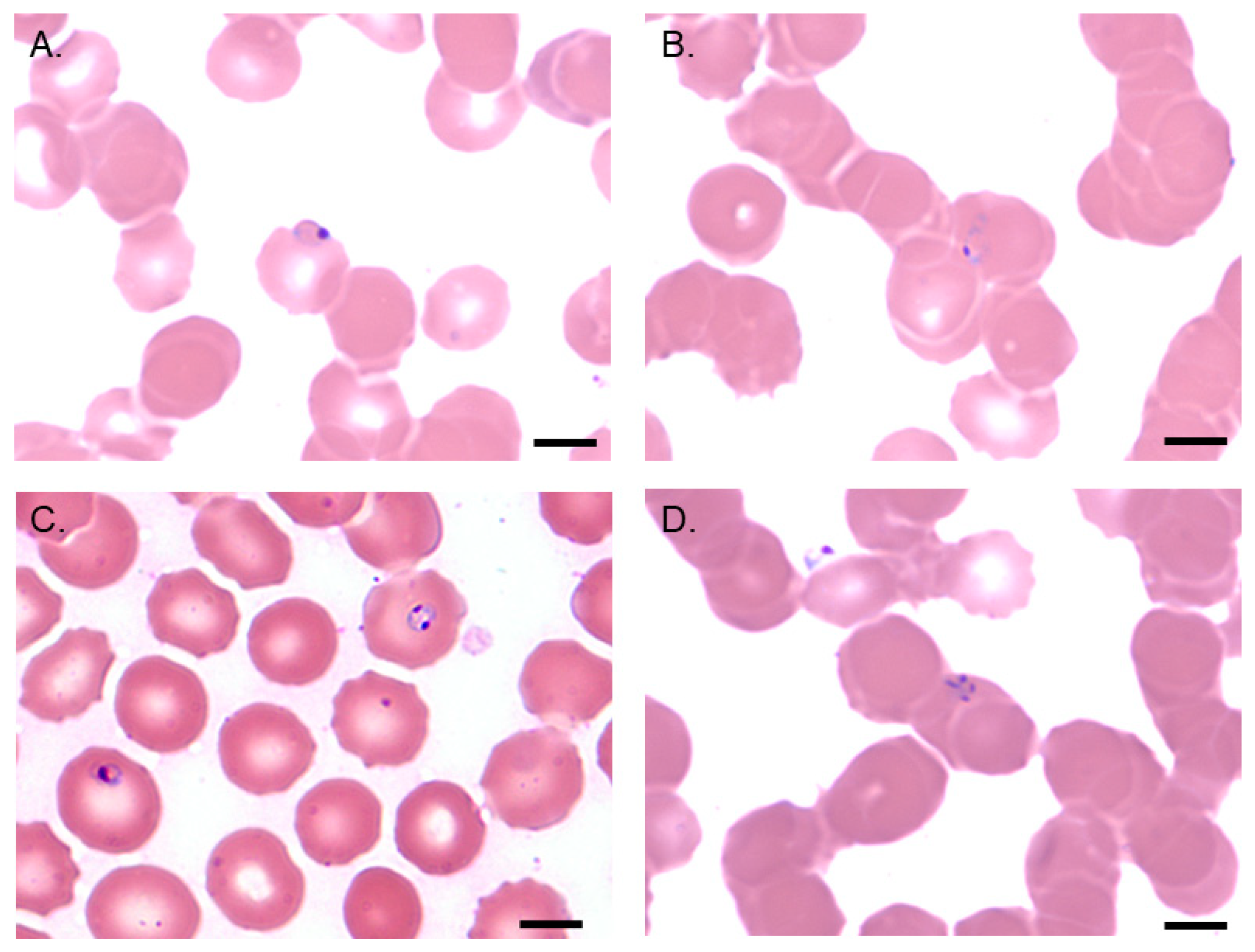 Pathogens 10 01563 g003