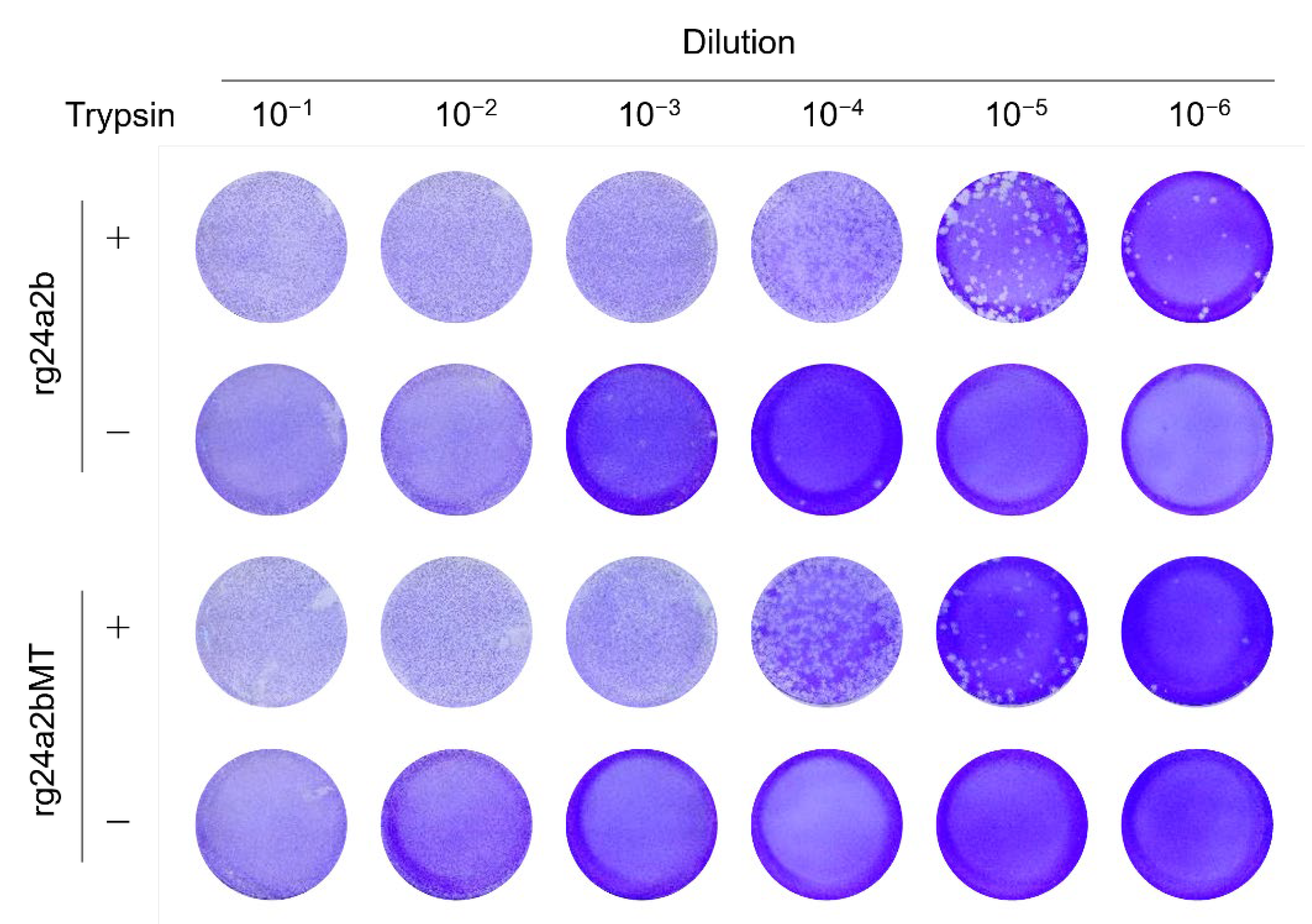 Pathogens 10 01597 g004